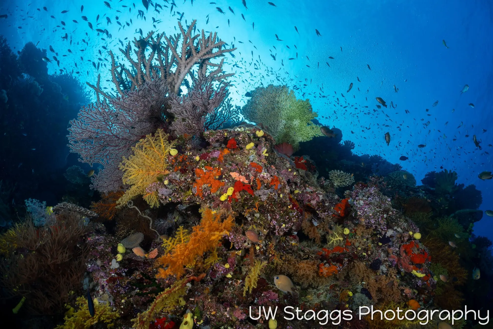 Reef Scene — Bligh Waters, Fiji