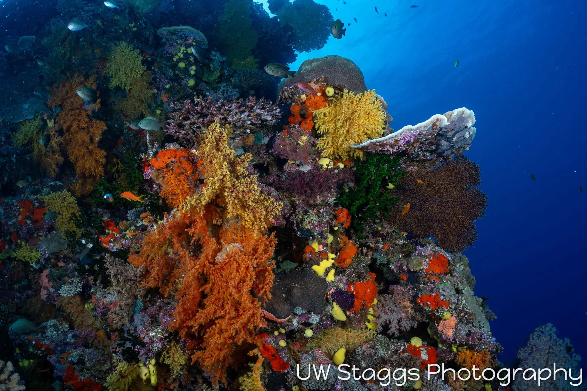 Reef Scene — Bligh Waters, Fiji