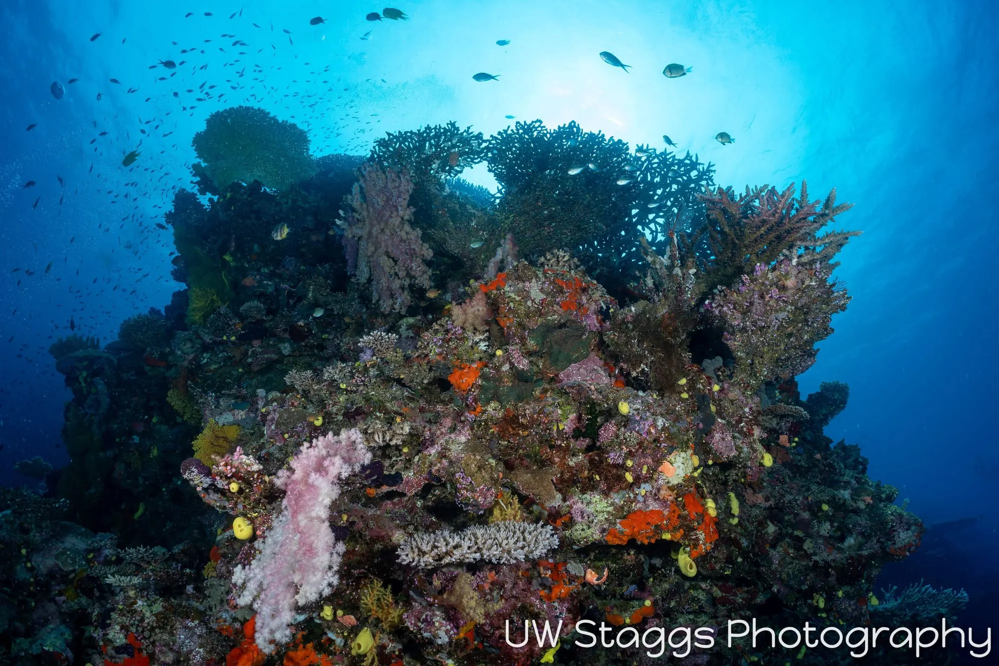 Reef Scene — Bligh Waters, Fiji
