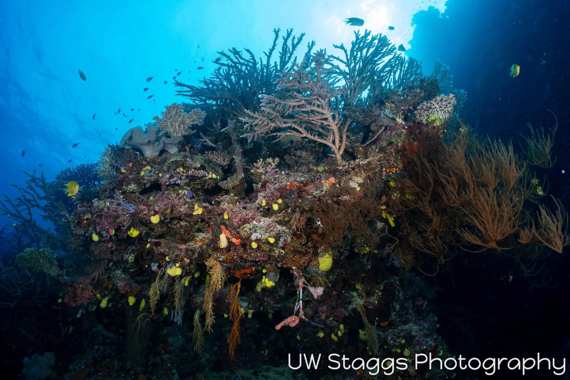 Reef Scene — Bligh Waters, Fiji