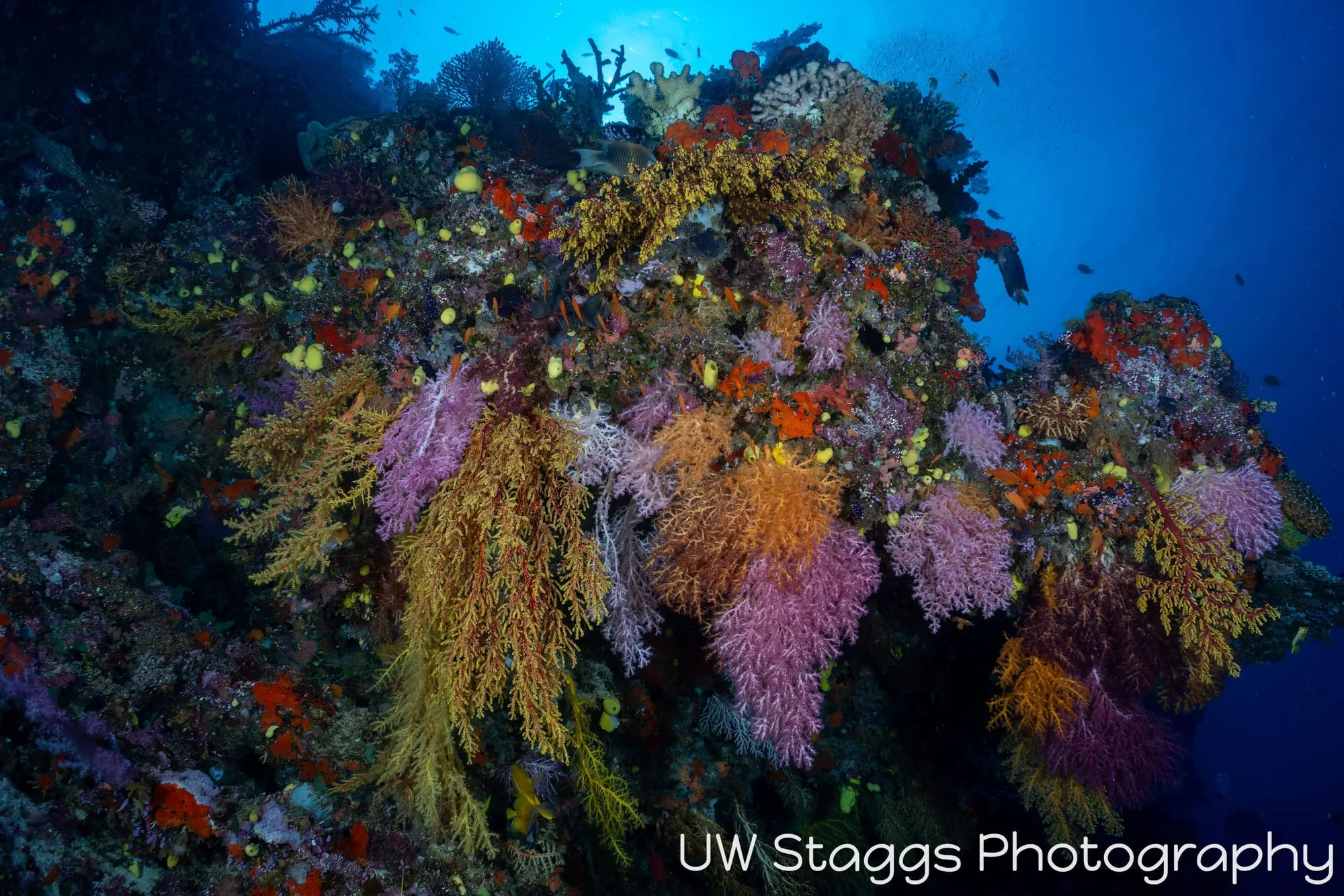 Reef Scene — Bligh Waters, Fiji