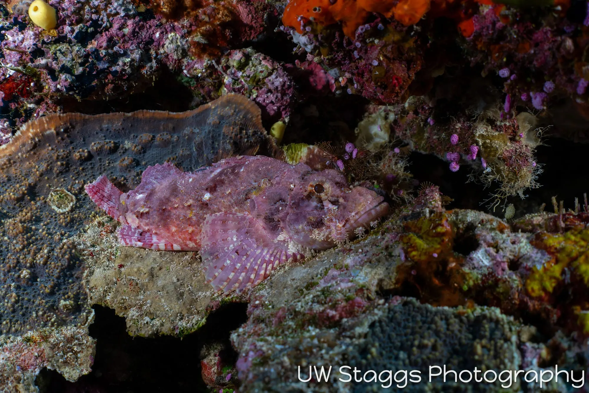 Reef Scene — Bligh Waters, Fiji