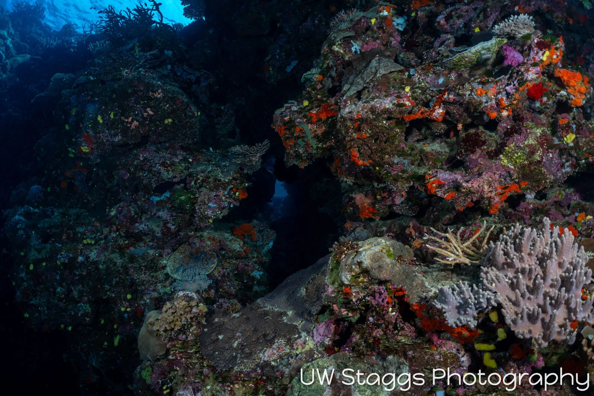 Reef Scene — Bligh Waters, Fiji