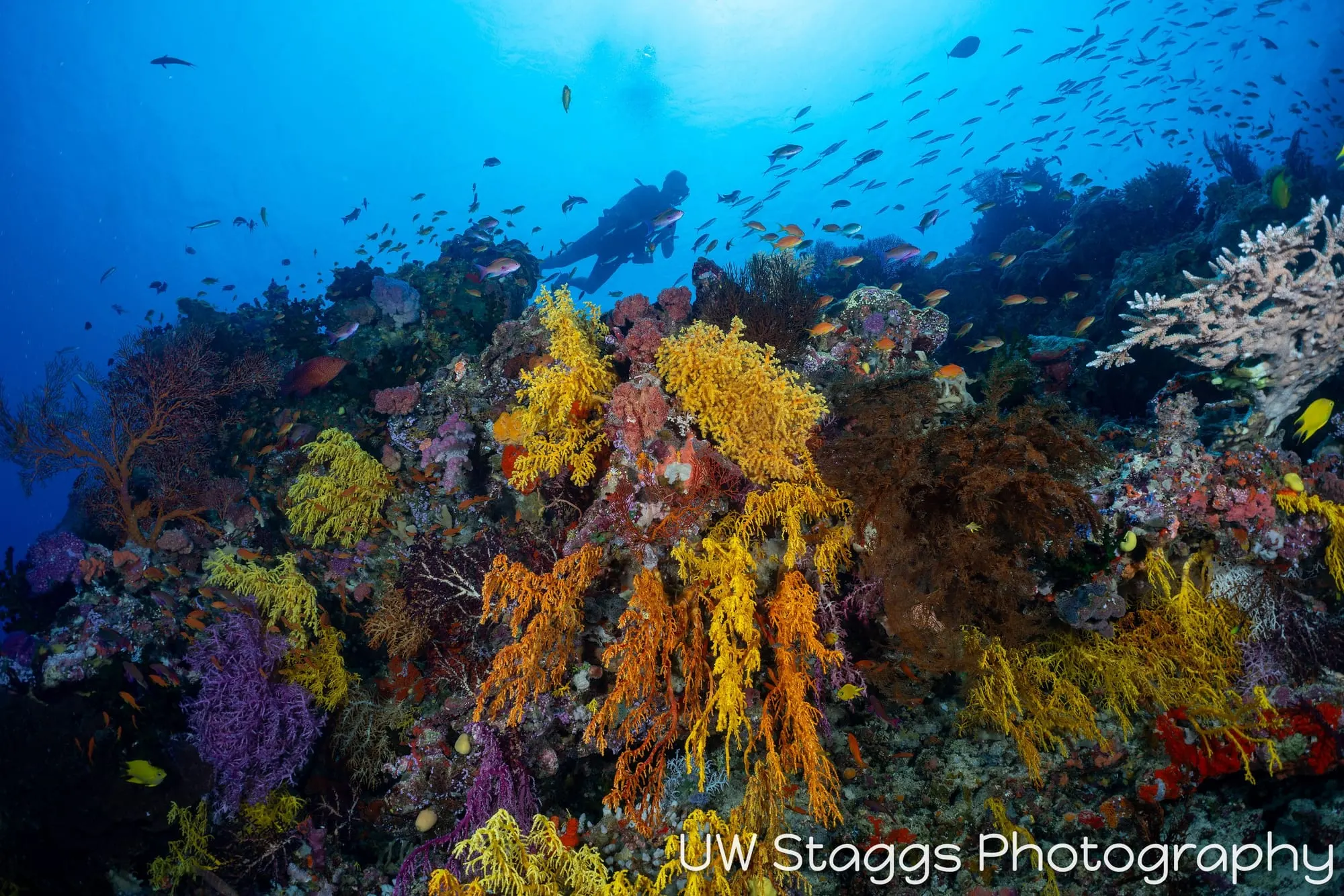 Reef Scene — Bligh Waters, Fiji