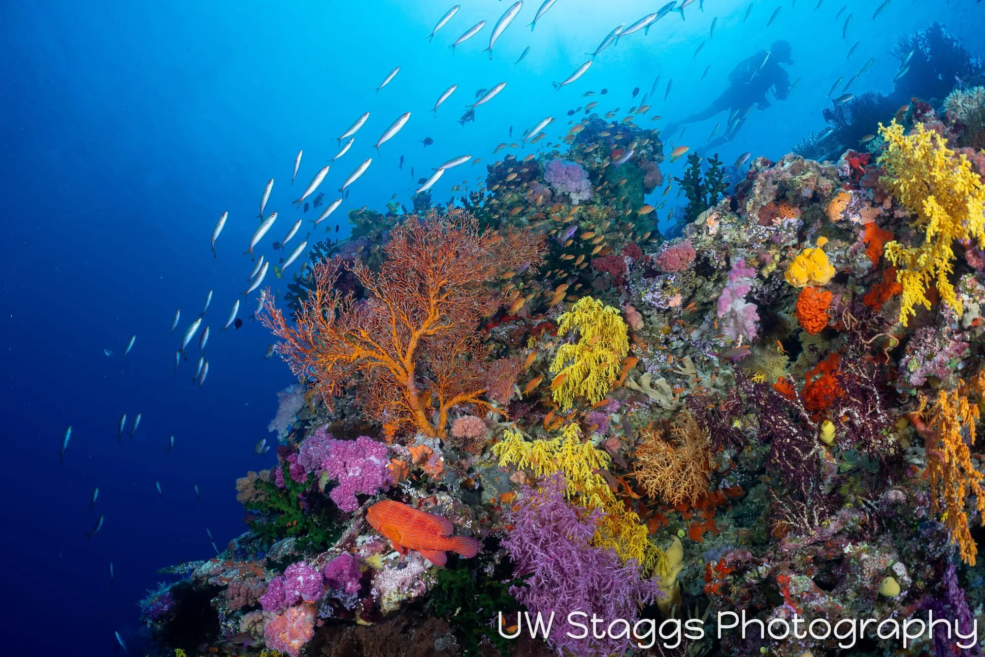 Reef Scene — Bligh Waters, Fiji