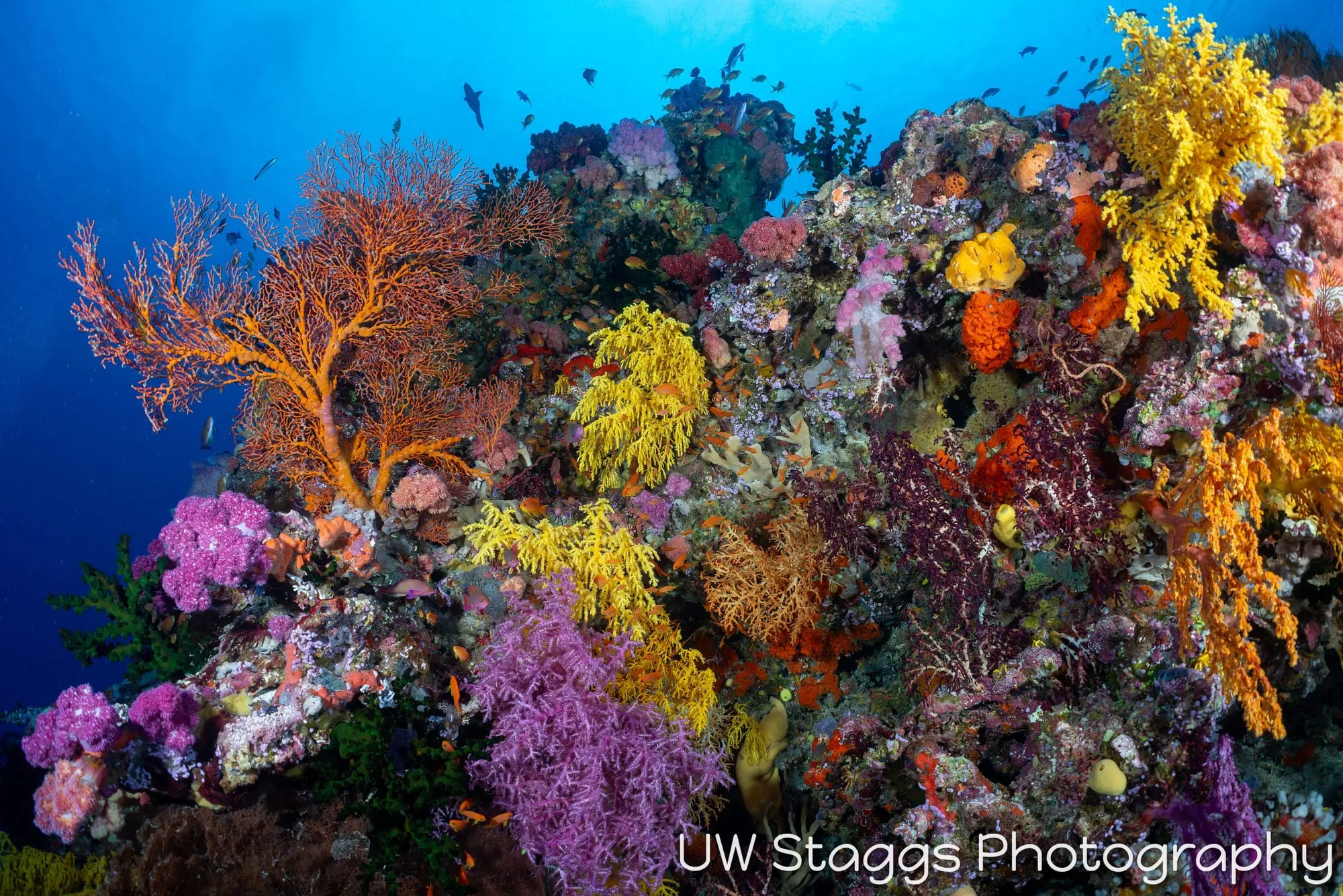 Reef Scene — Bligh Waters, Fiji