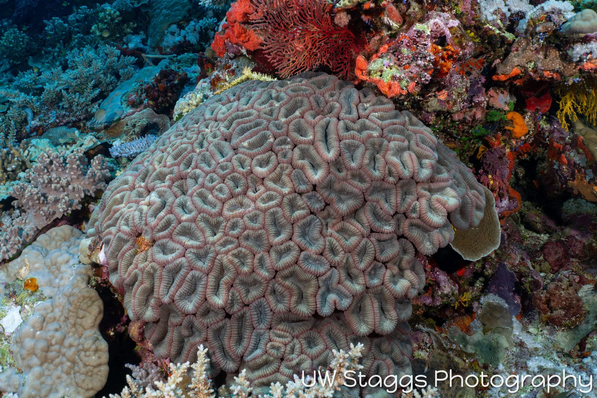 Reef Scene — Bligh Waters, Fiji