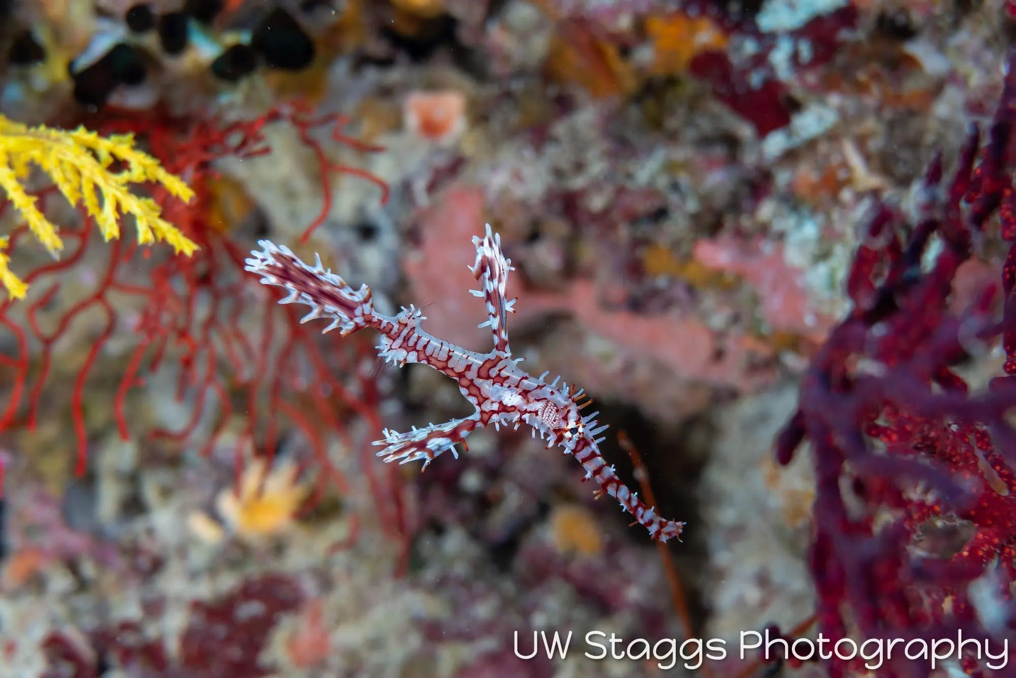 Reef Scene — Bligh Waters, Fiji