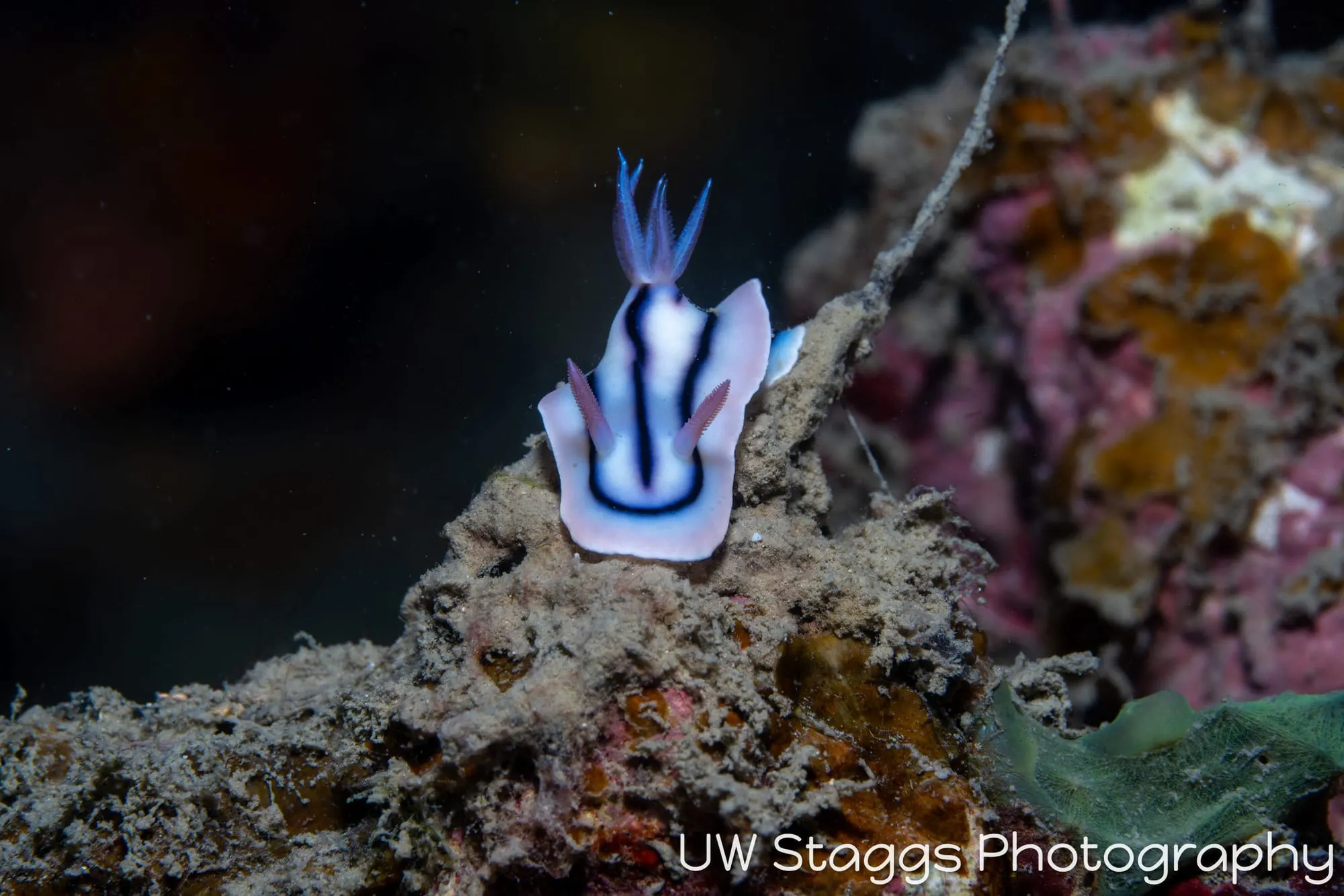 Reef Scene — Bligh Waters, Fiji