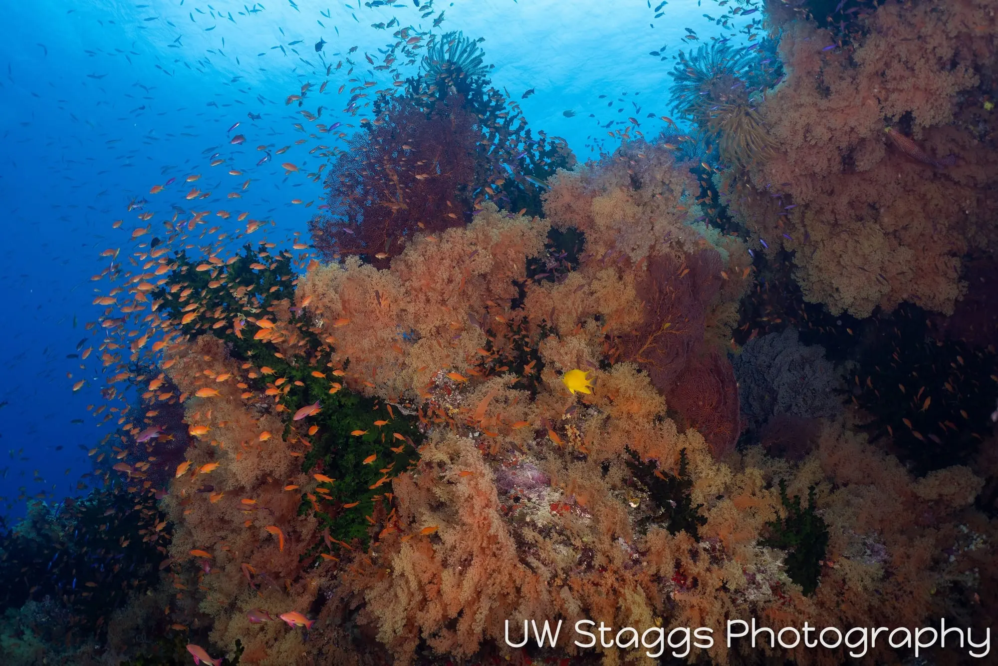 Reef Scene — Bligh Waters, Fiji