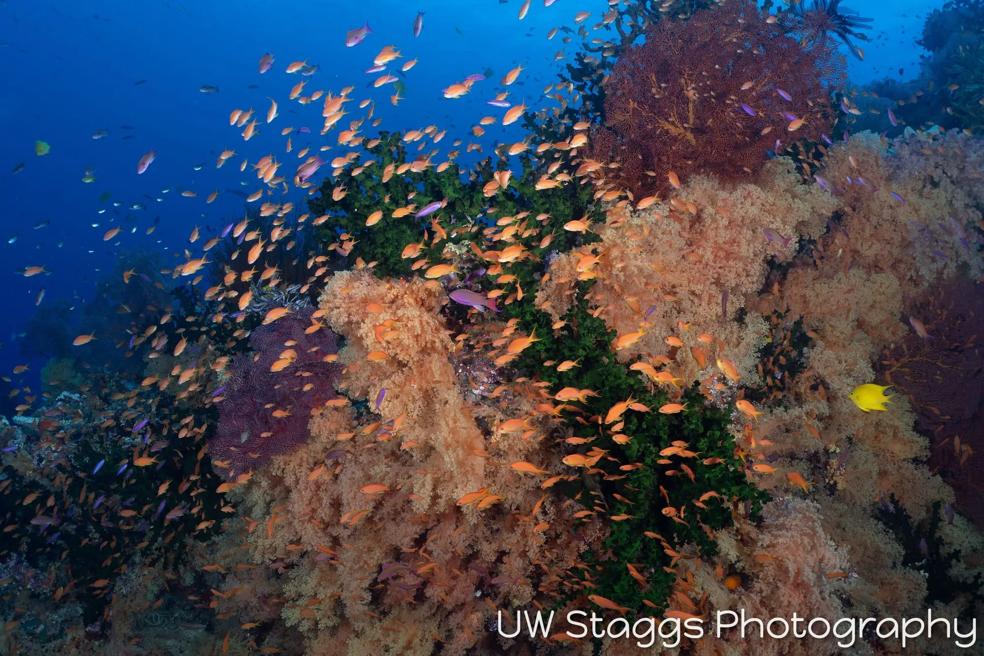 Reef Scene — Bligh Waters, Fiji