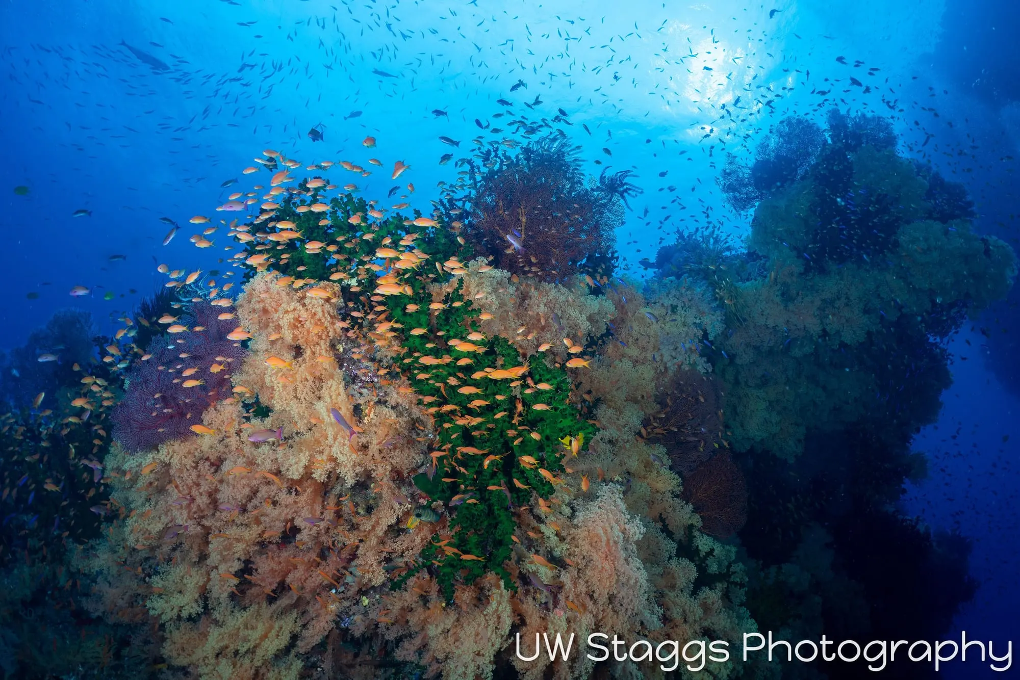 Reef Scene — Bligh Waters, Fiji