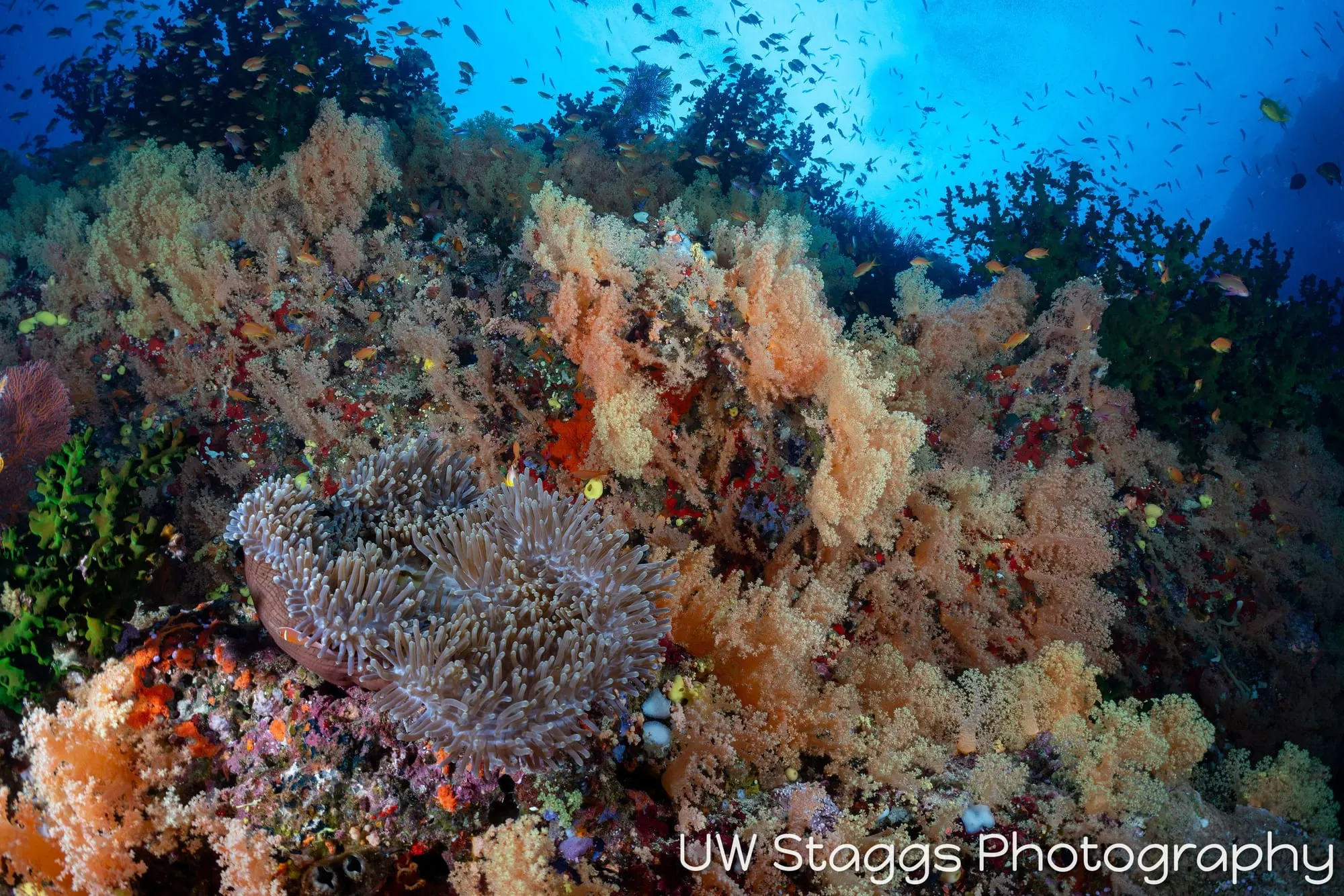 Reef Scene — Bligh Waters, Fiji