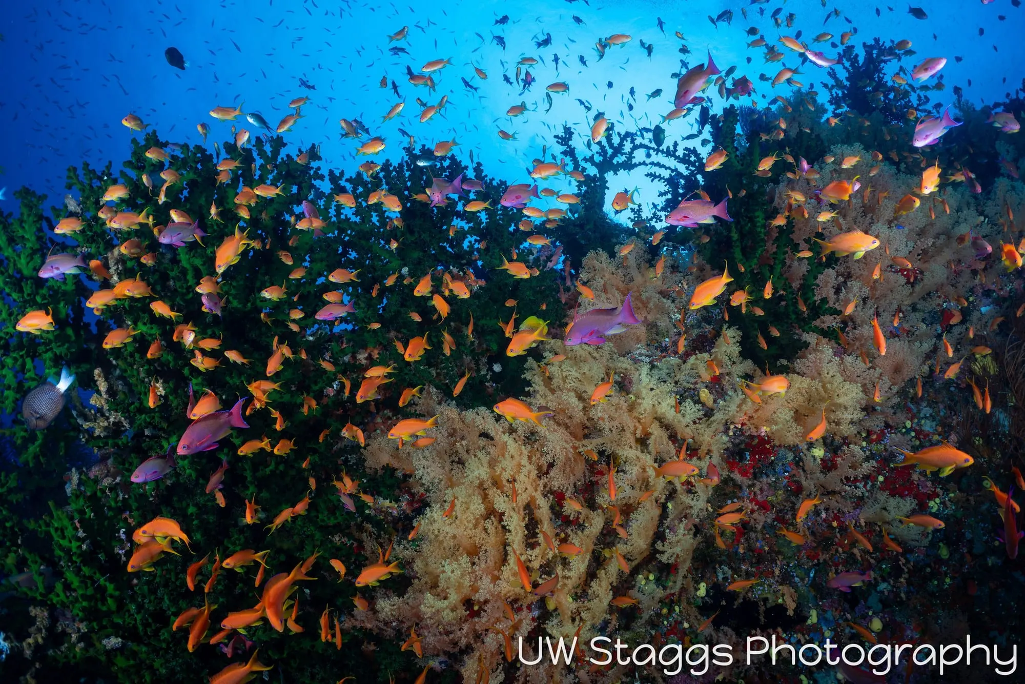 Reef Scene — Bligh Waters, Fiji