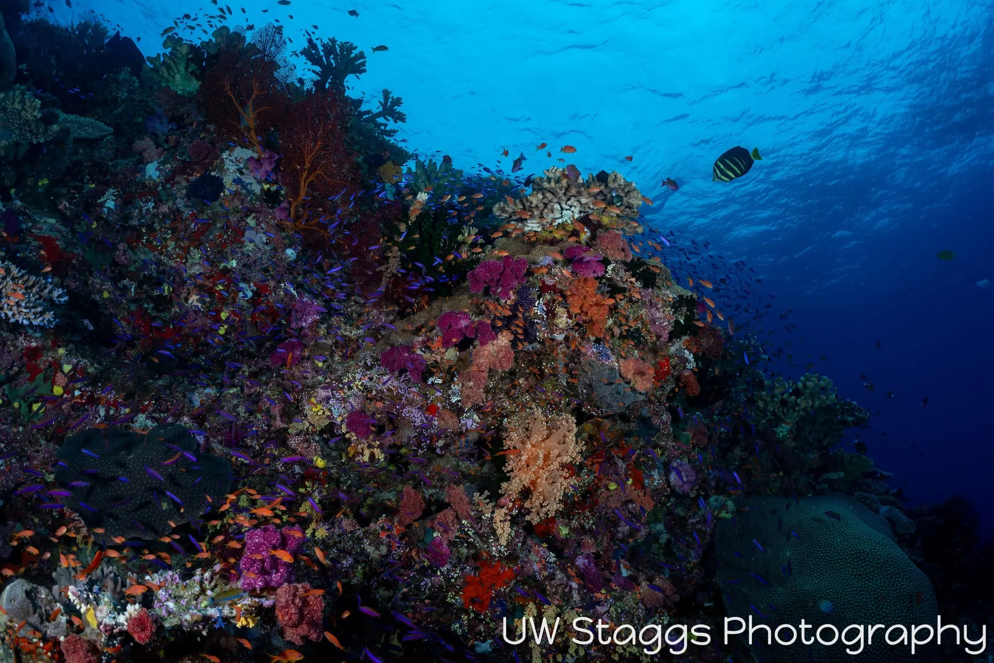 Reef Scene — Bligh Waters, Fiji