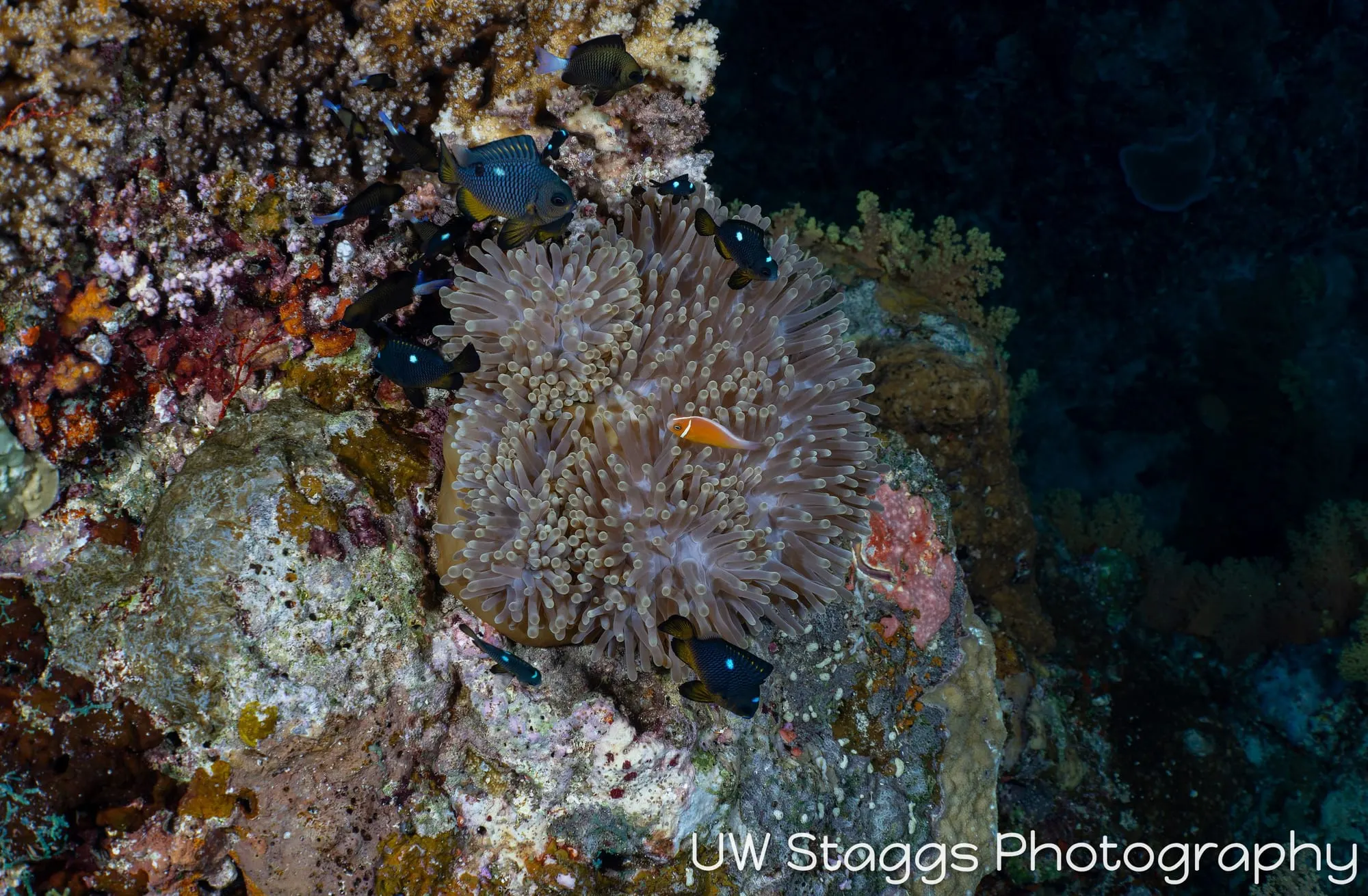 Reef Scene — Bligh Waters, Fiji