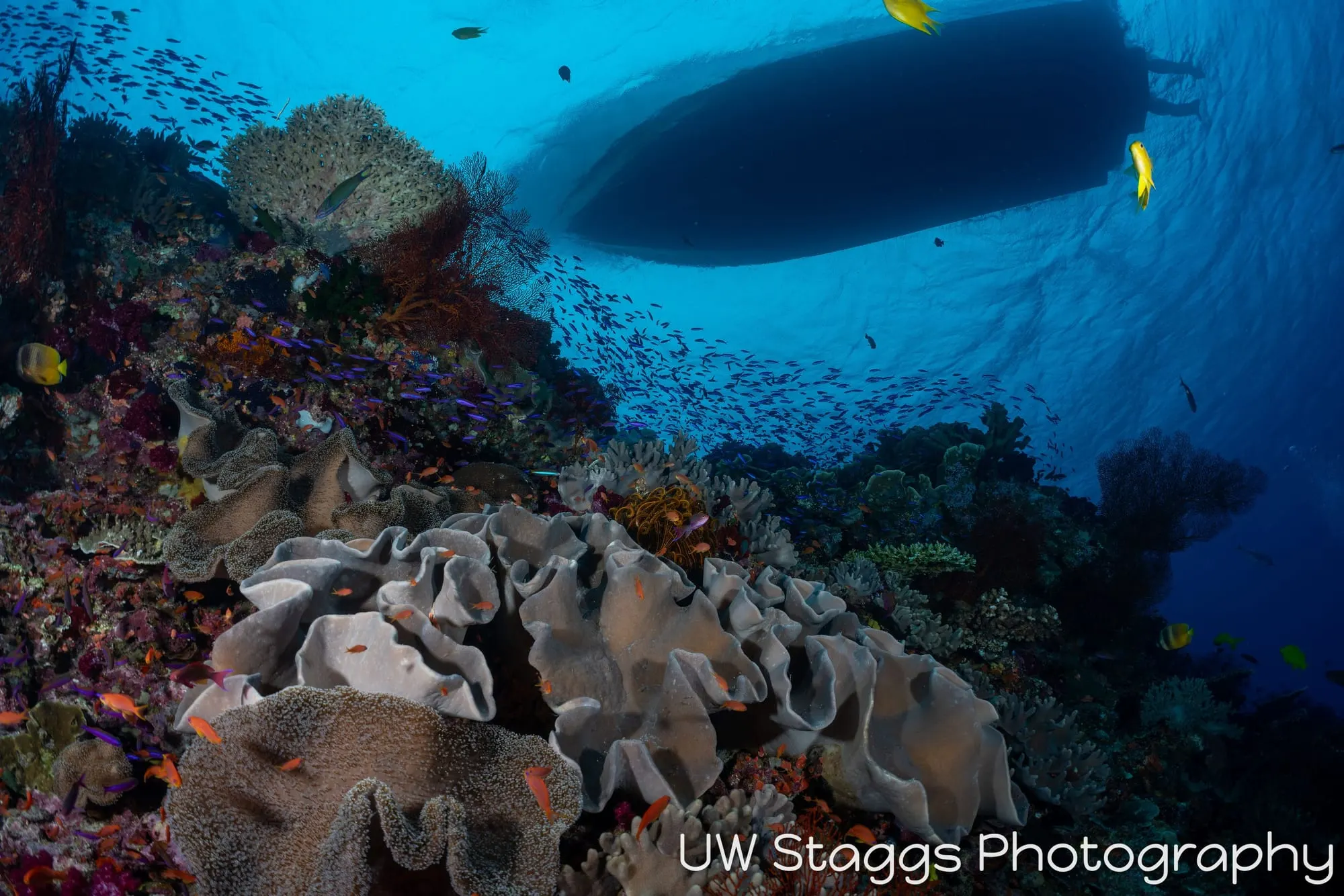Reef Scene — Bligh Waters, Fiji