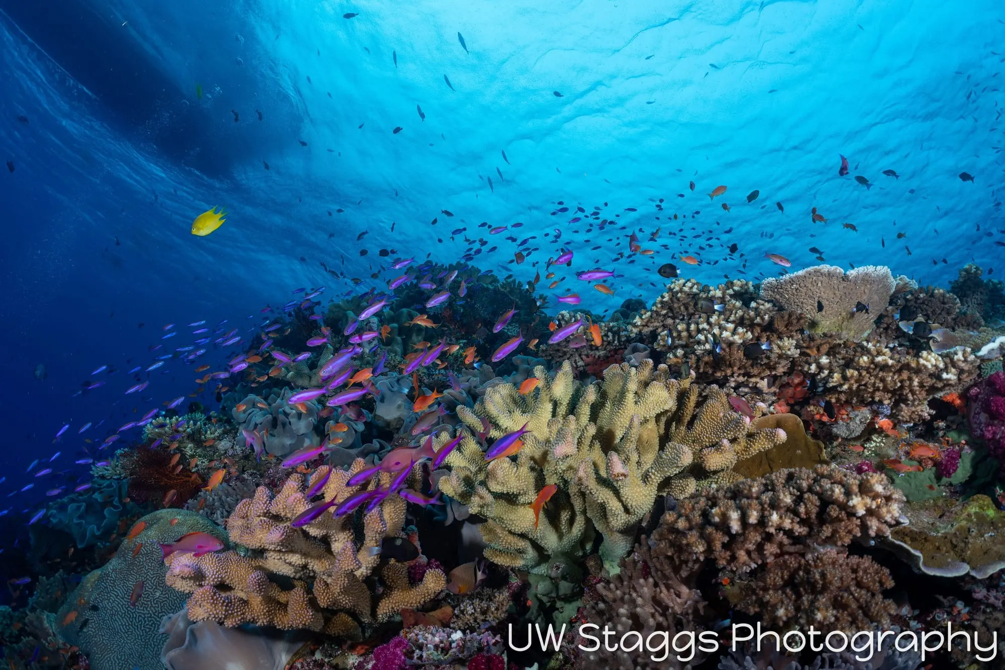 Reef Scene — Bligh Waters, Fiji