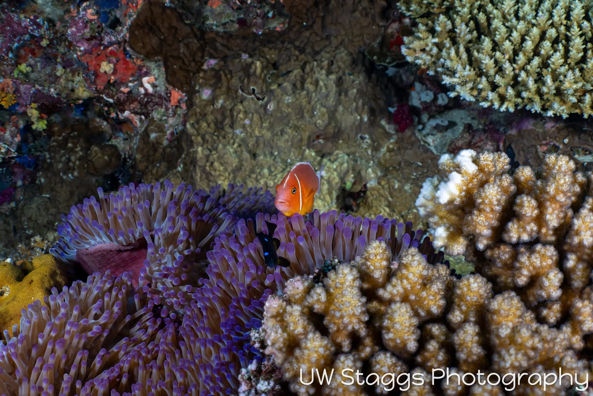 Reef Scene — Bligh Waters, Fiji