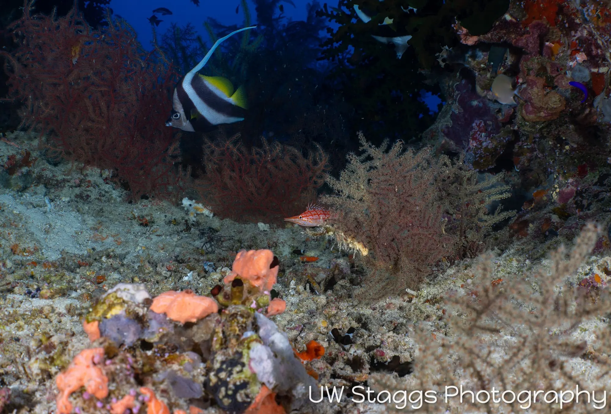 Reef Scene — Bligh Waters, Fiji