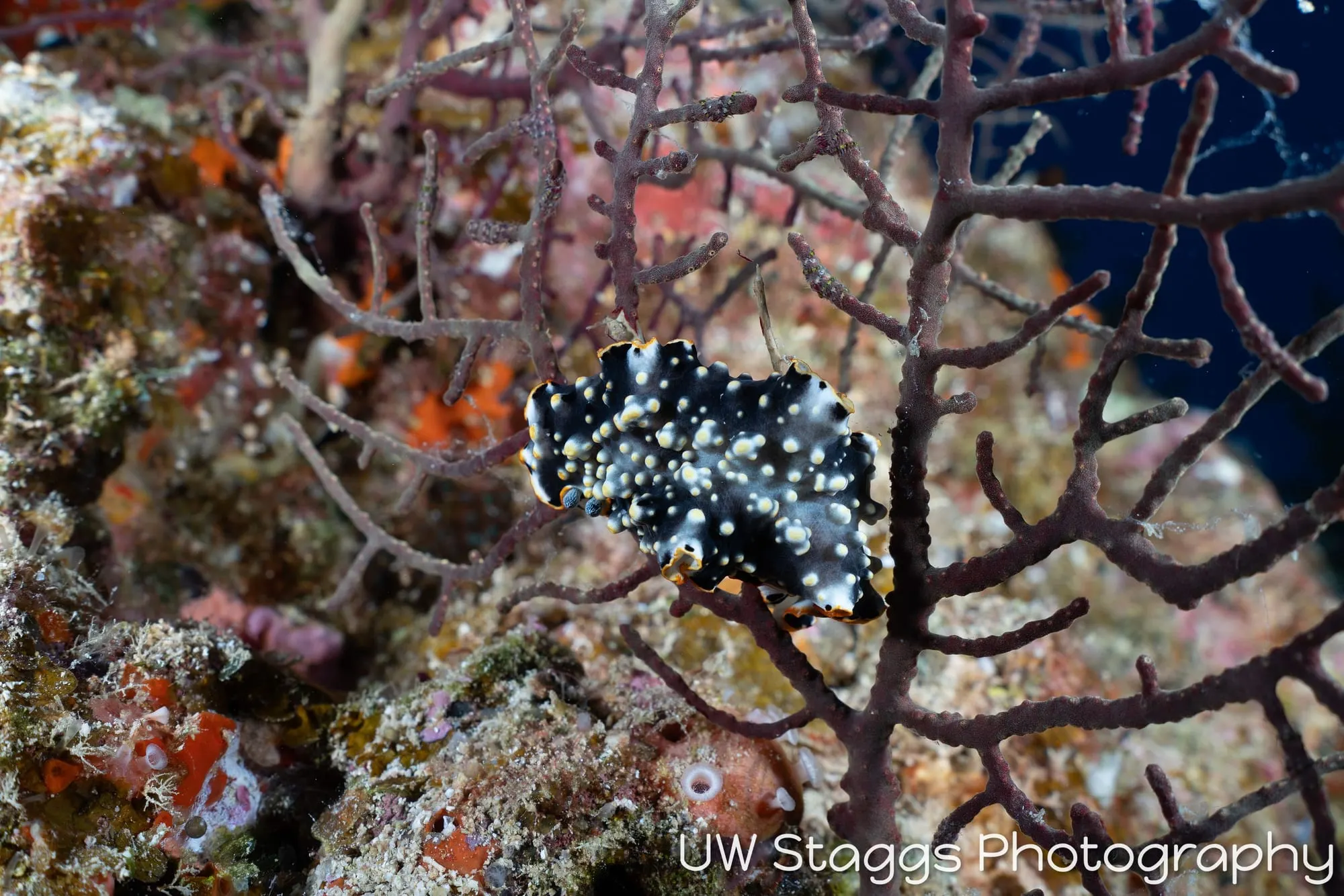 Reef Scene — Bligh Waters, Fiji