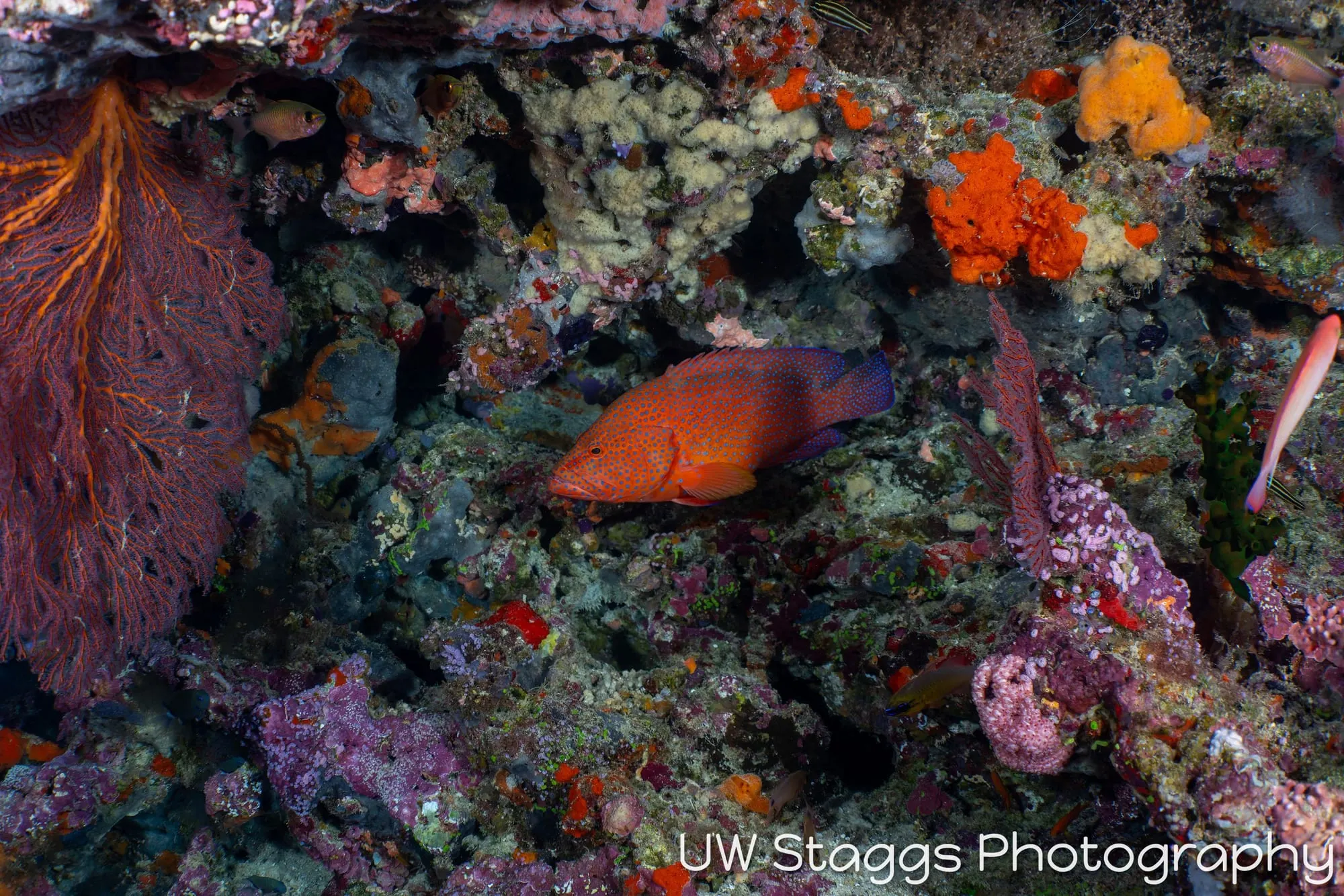 Reef Scene — Bligh Waters, Fiji