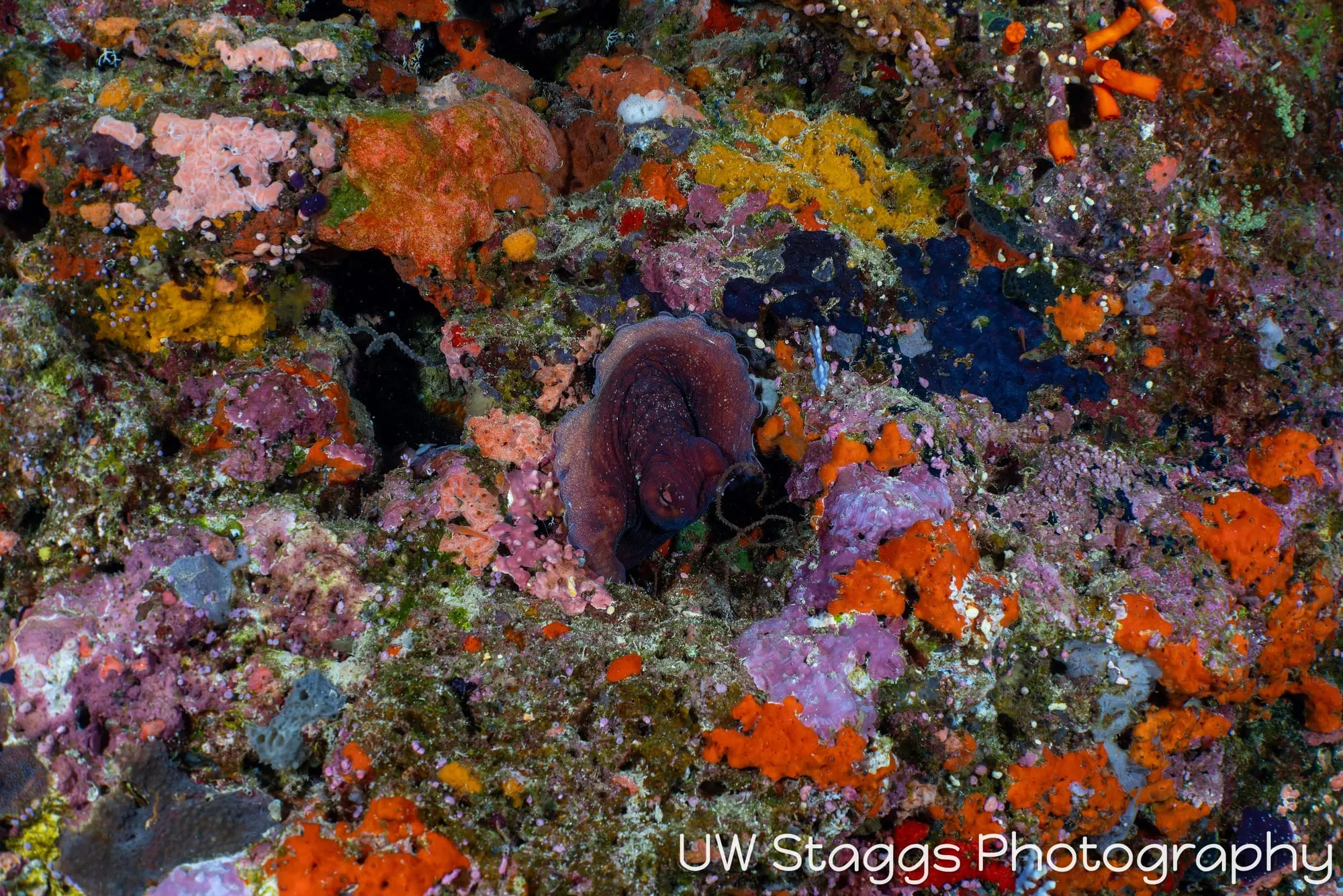 Reef Scene — Bligh Waters, Fiji