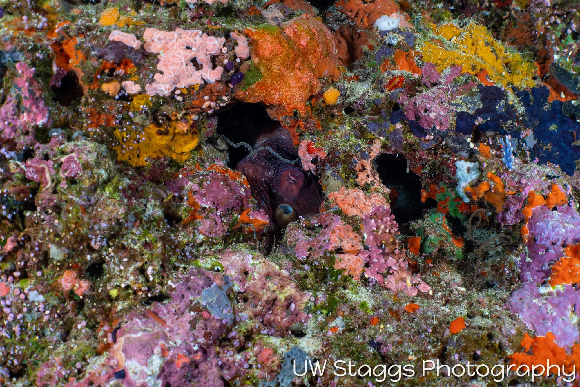 Reef Scene — Bligh Waters, Fiji