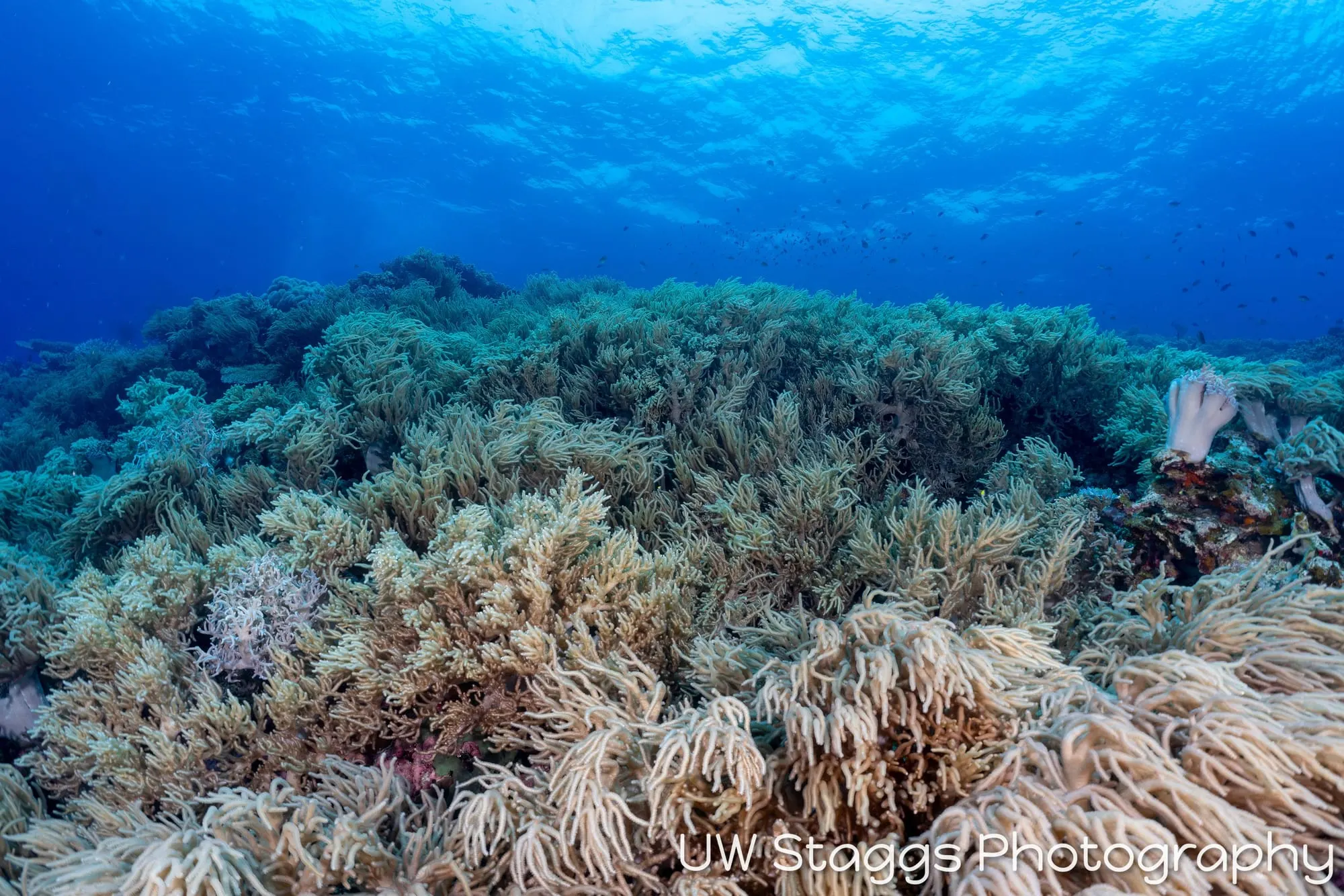 Reef Scene — Bligh Waters, Fiji