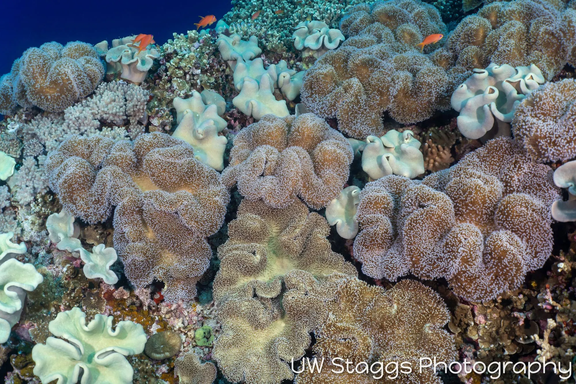 Reef Scene — Bligh Waters, Fiji
