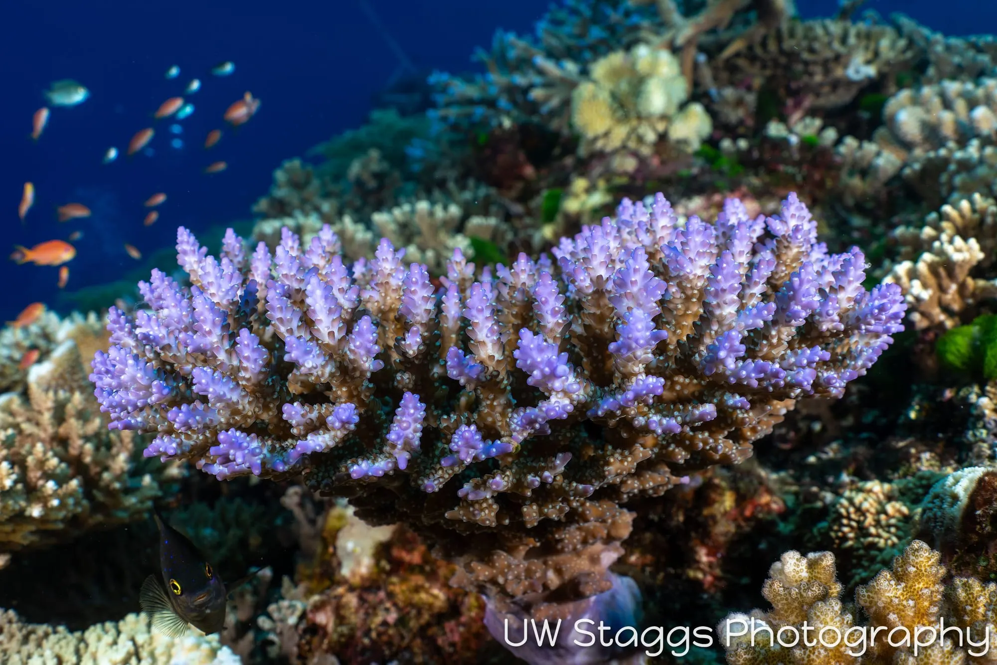 Reef Scene — Bligh Waters, Fiji