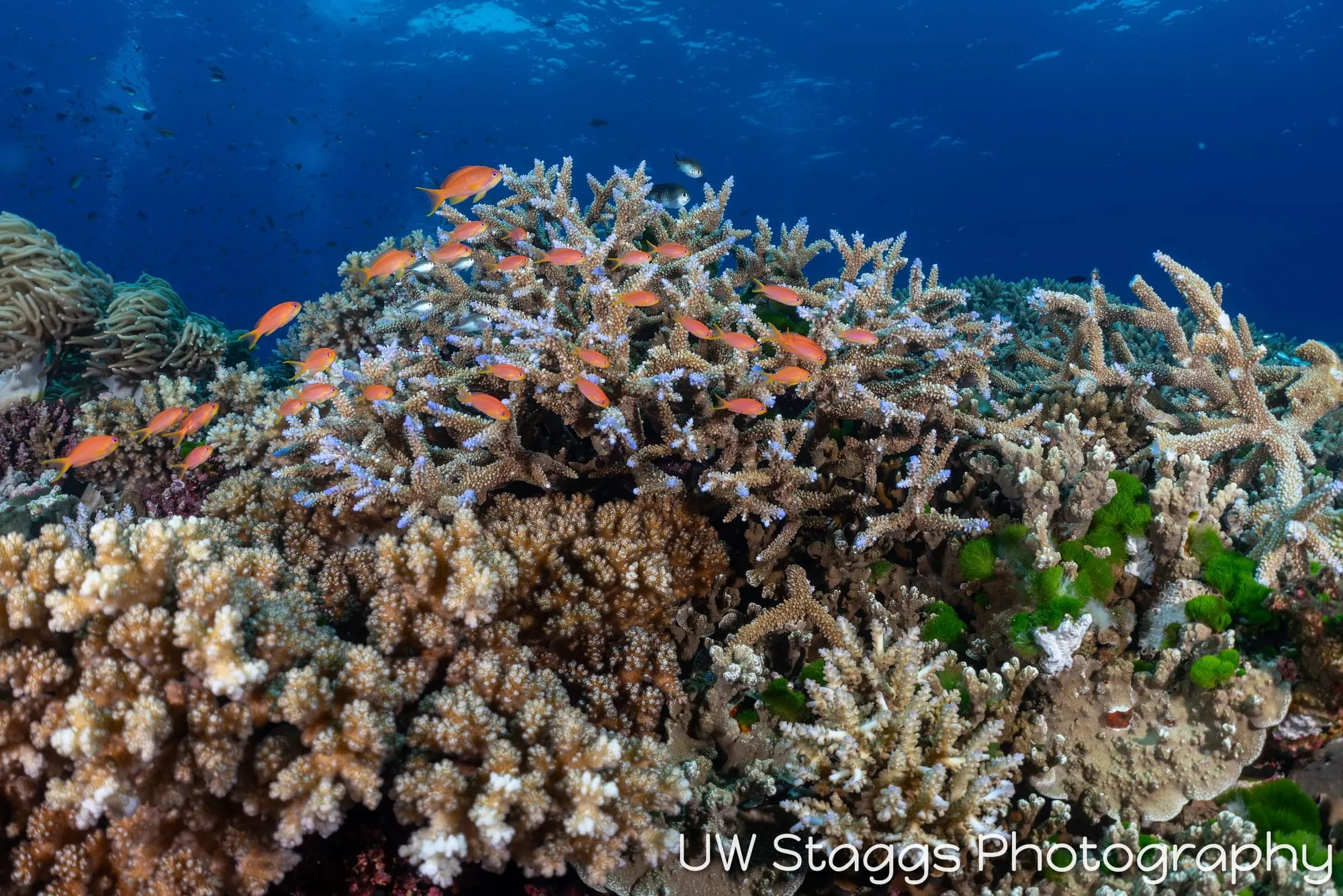 Reef Scene — Bligh Waters, Fiji