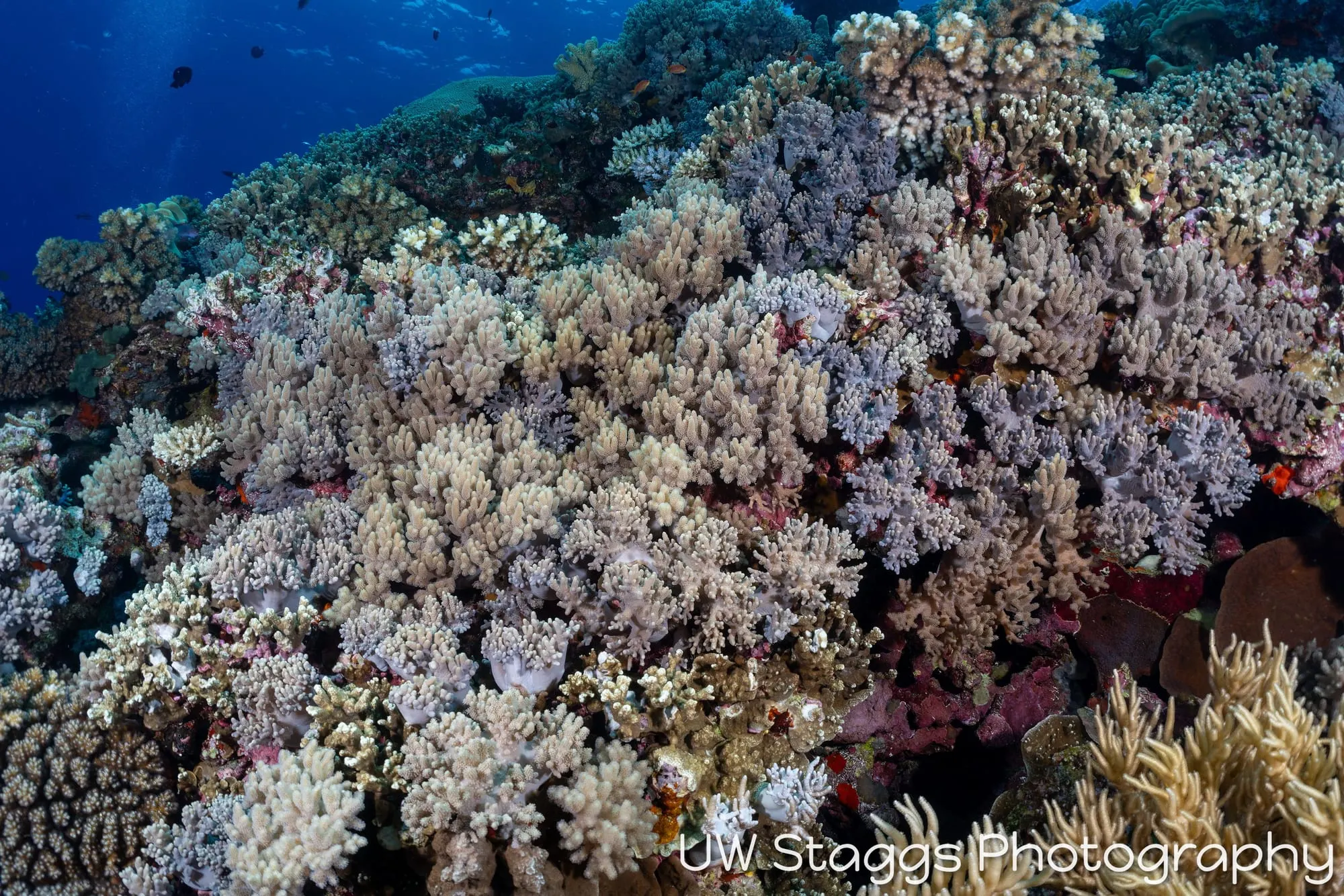 Reef Scene — Bligh Waters, Fiji