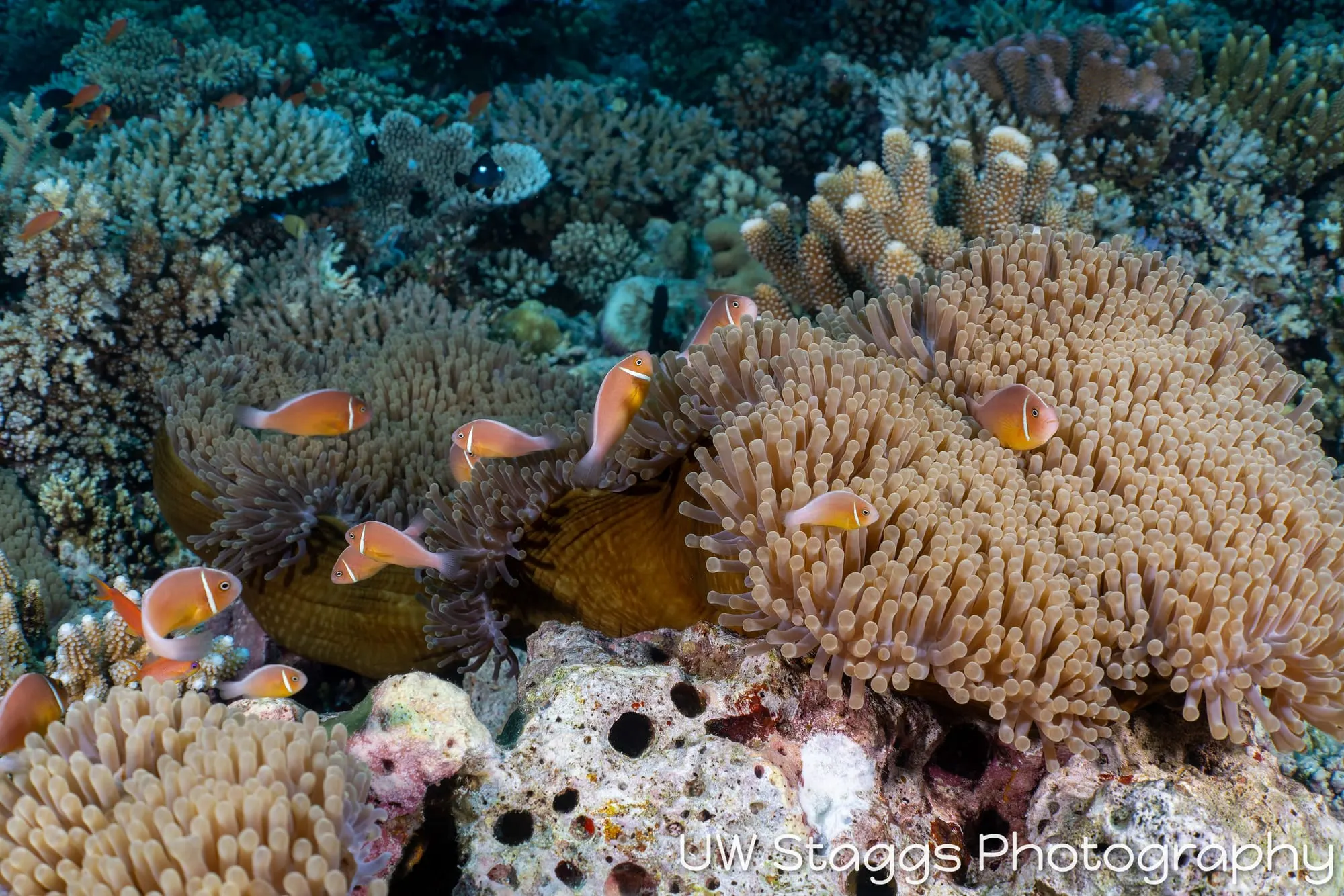 Reef Scene — Bligh Waters, Fiji