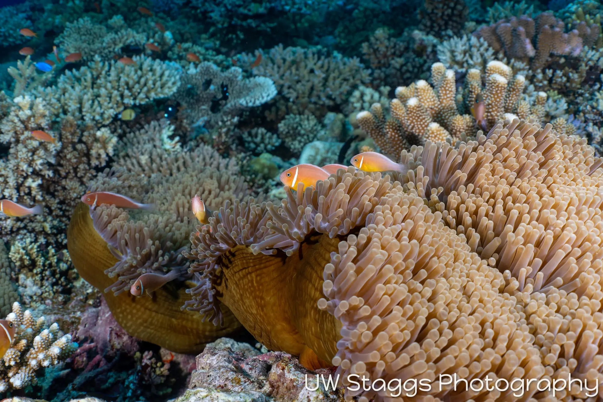 Reef Scene — Bligh Waters, Fiji