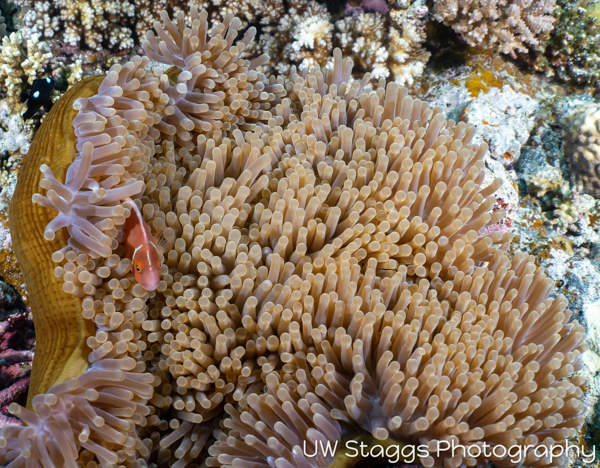 Reef Scene — Bligh Waters, Fiji