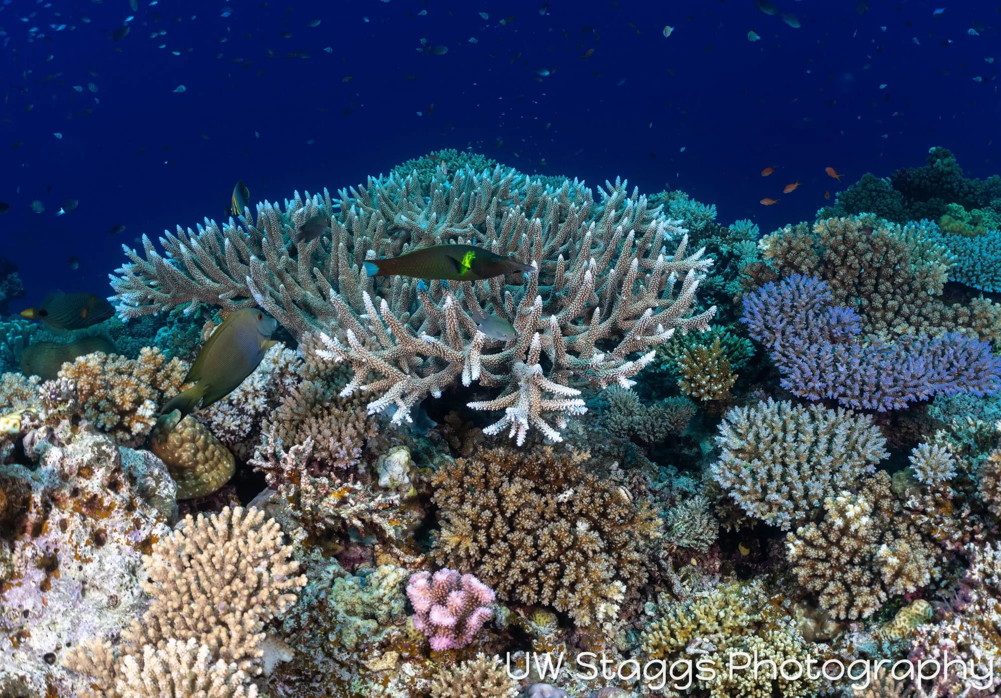Reef Scene — Bligh Waters, Fiji
