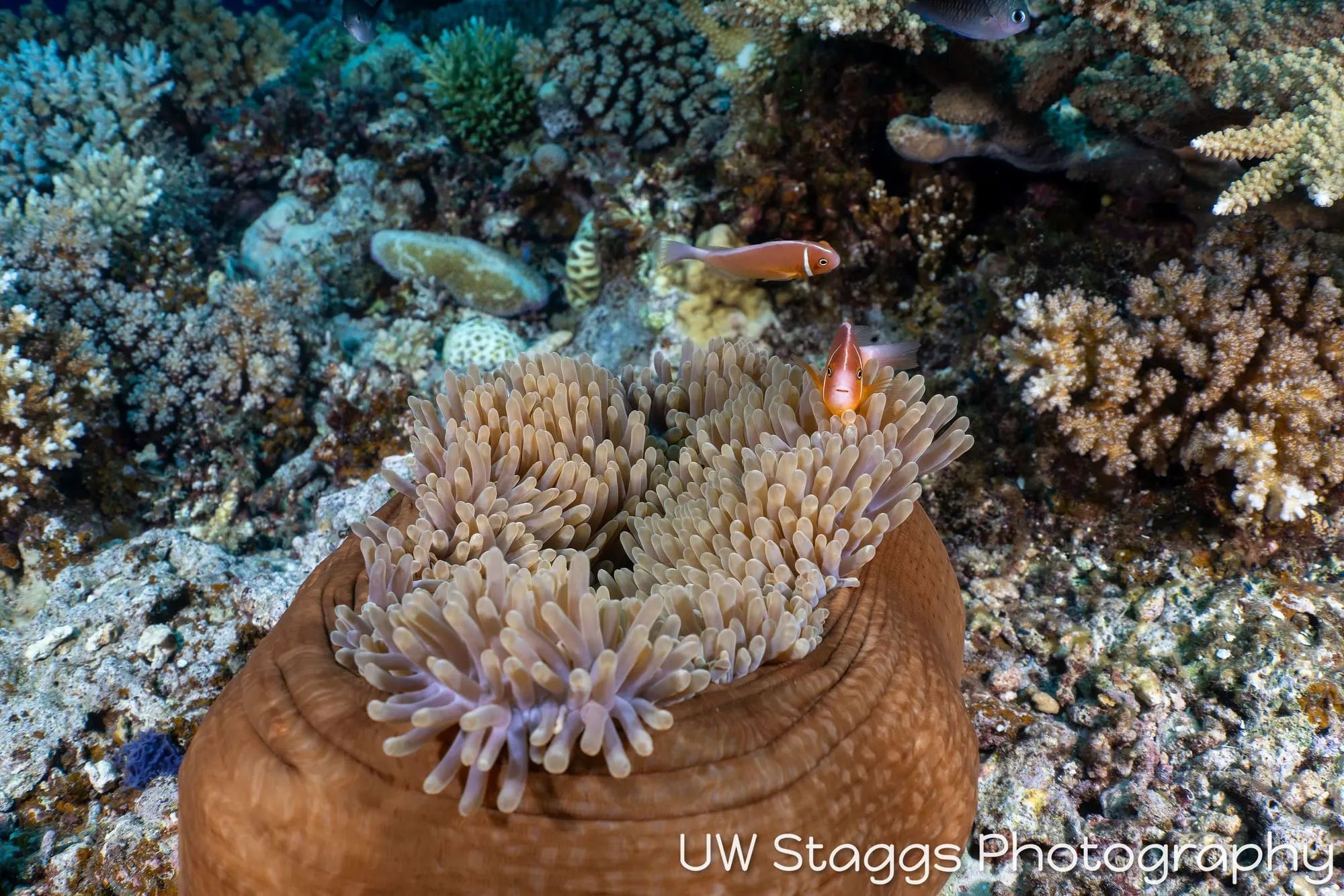 Reef Scene — Bligh Waters, Fiji