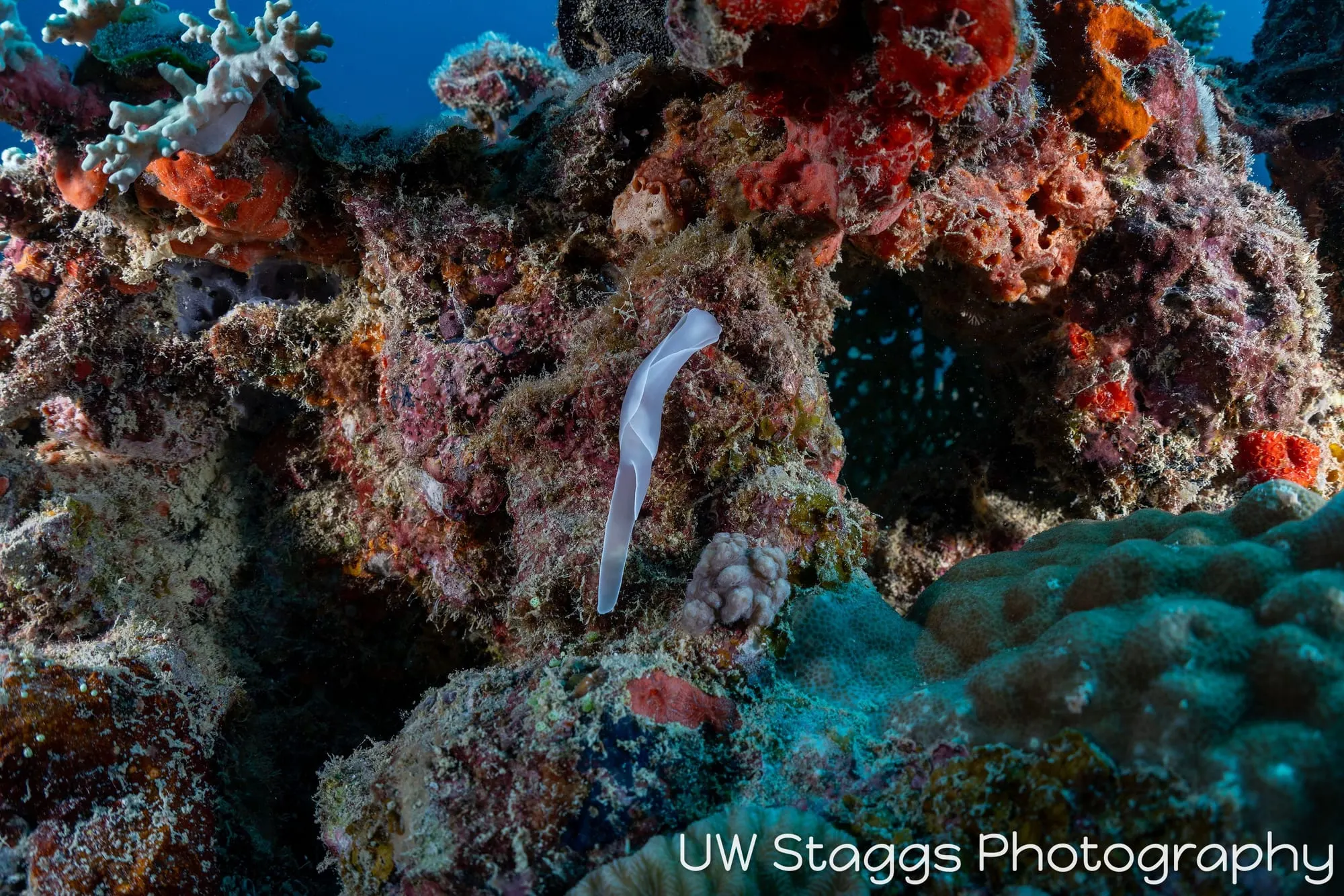 Reef Scene — Bligh Waters, Fiji