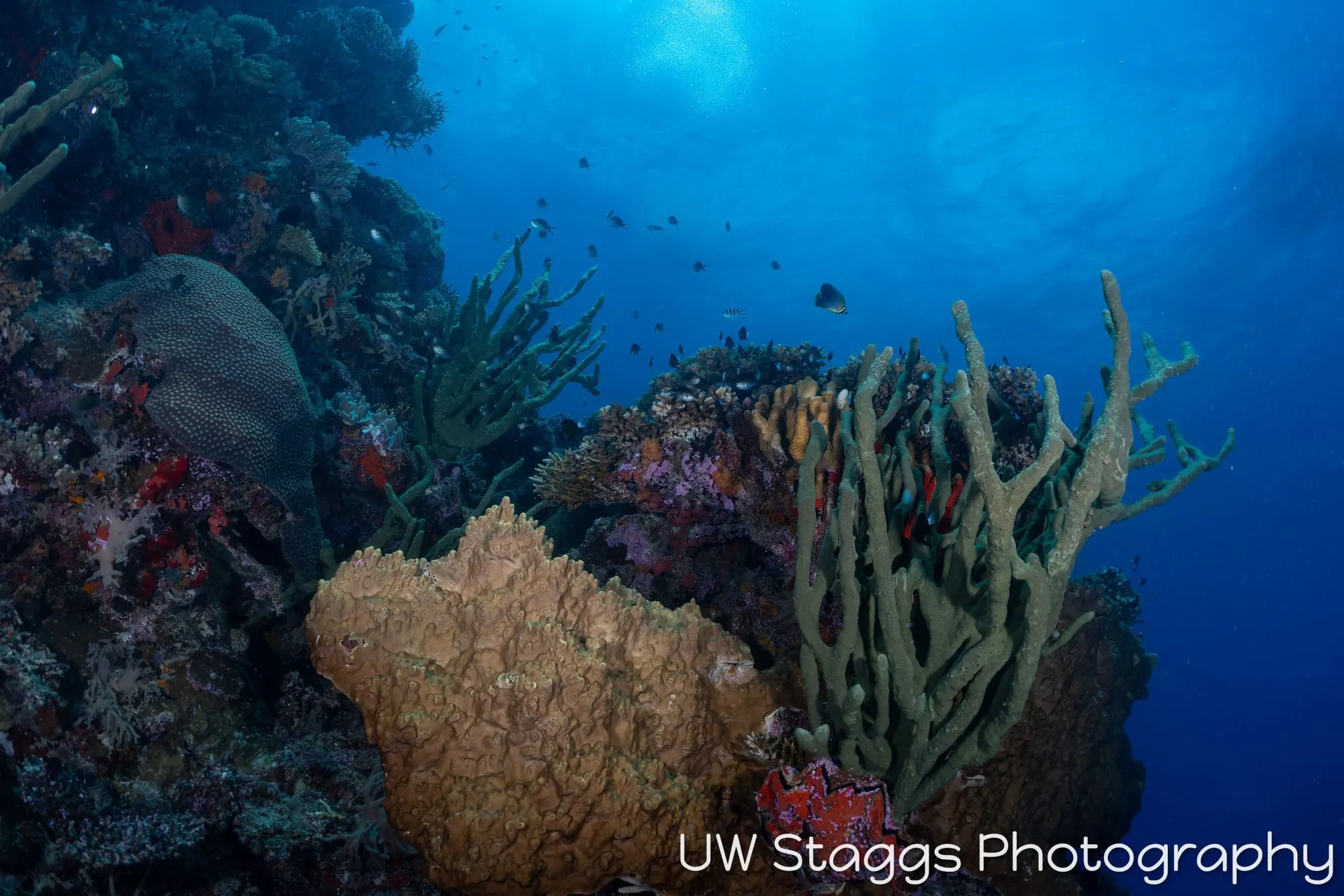 Reef Scene — Bligh Waters, Fiji