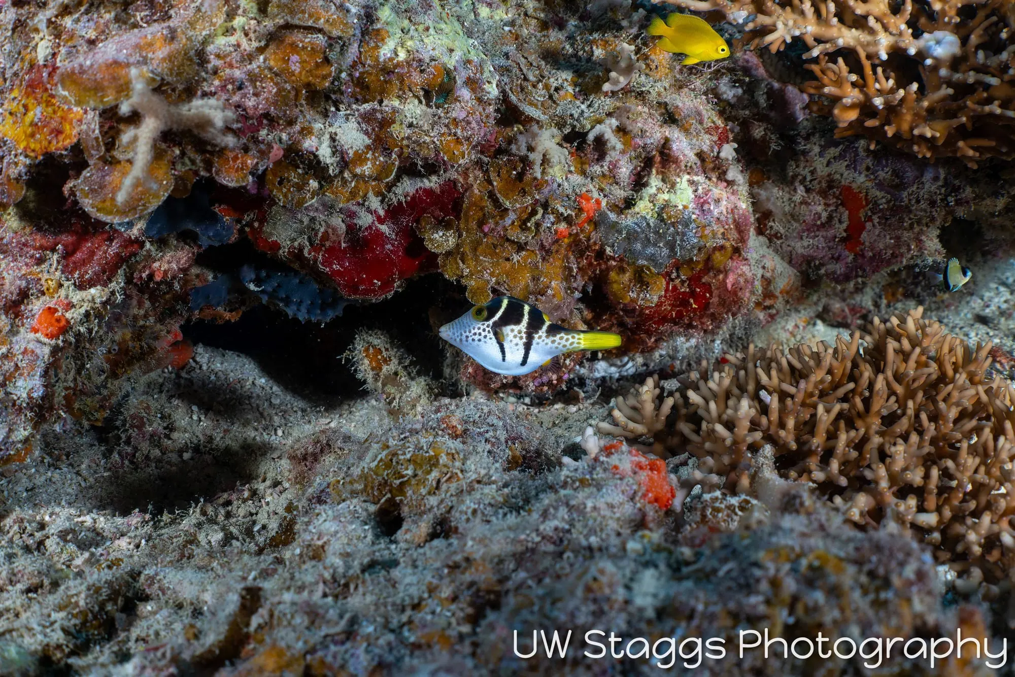 Reef Scene — Bligh Waters, Fiji