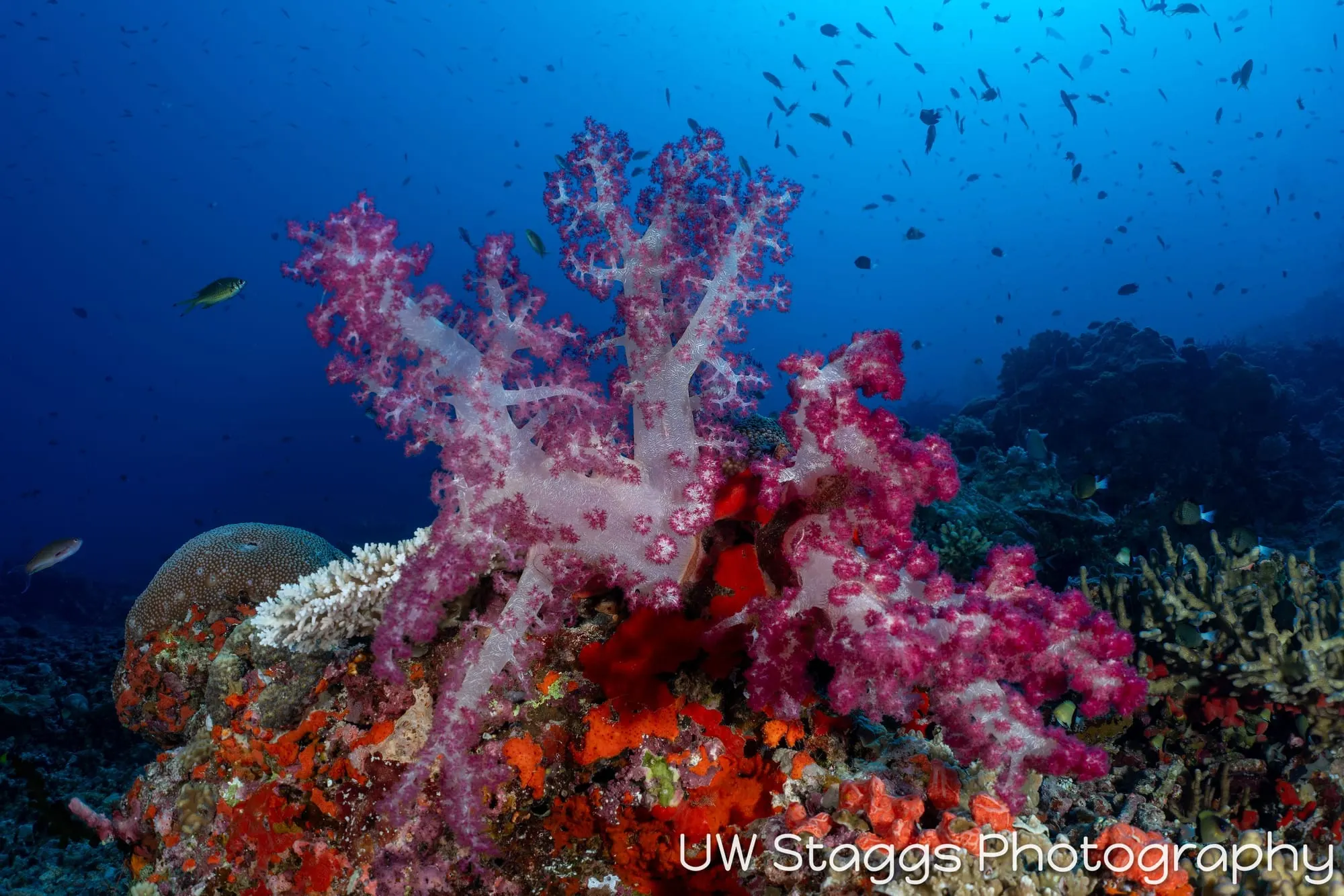 Reef Scene — Bligh Waters, Fiji