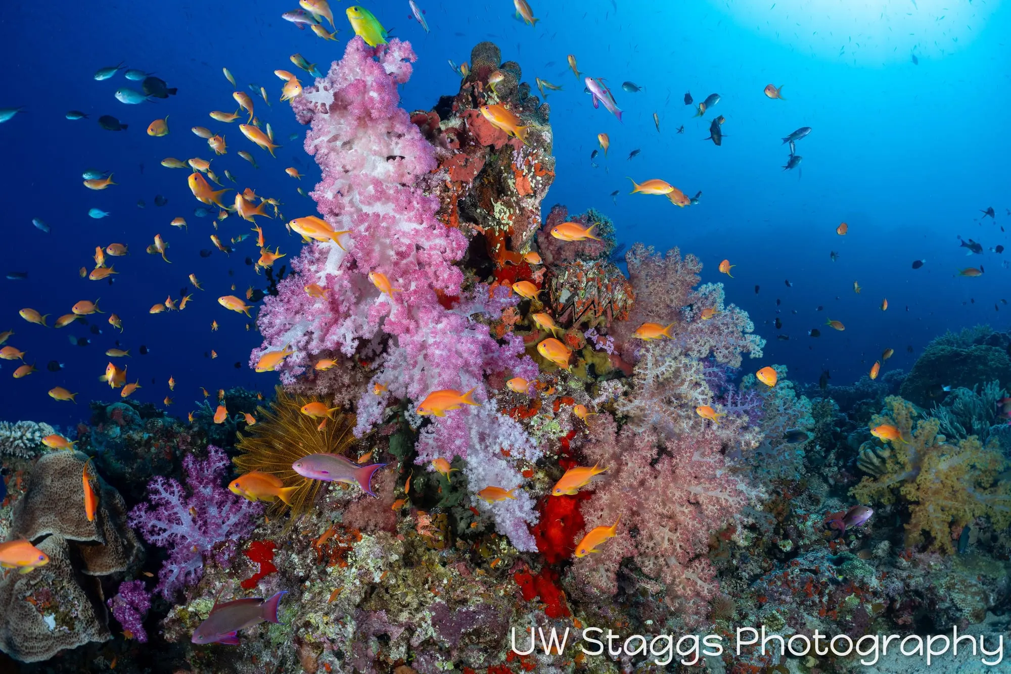 Reef Scene — Bligh Waters, Fiji