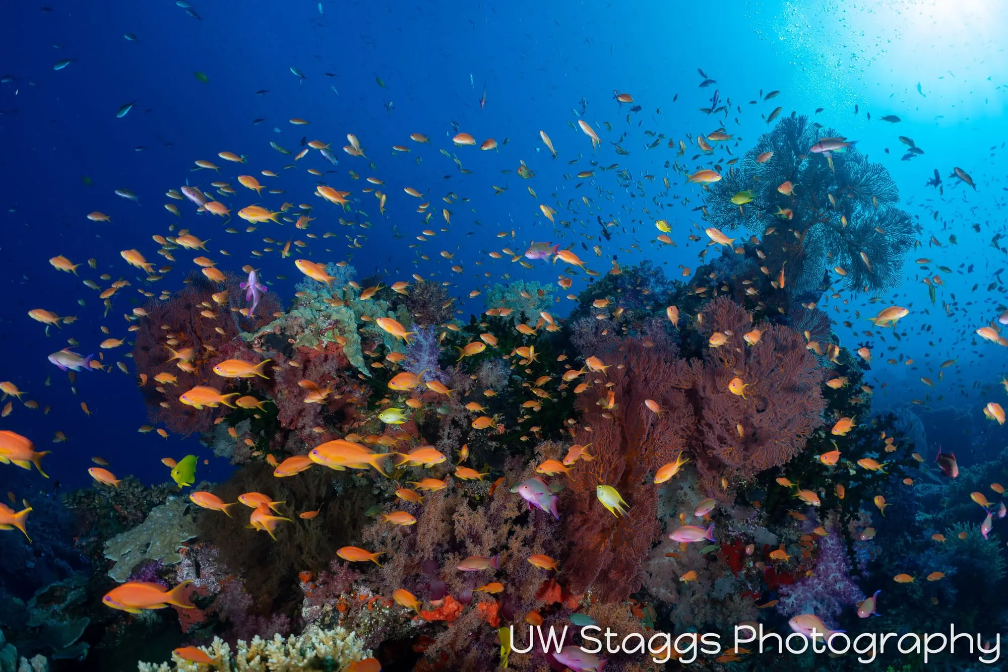 Reef Scene — Bligh Waters, Fiji