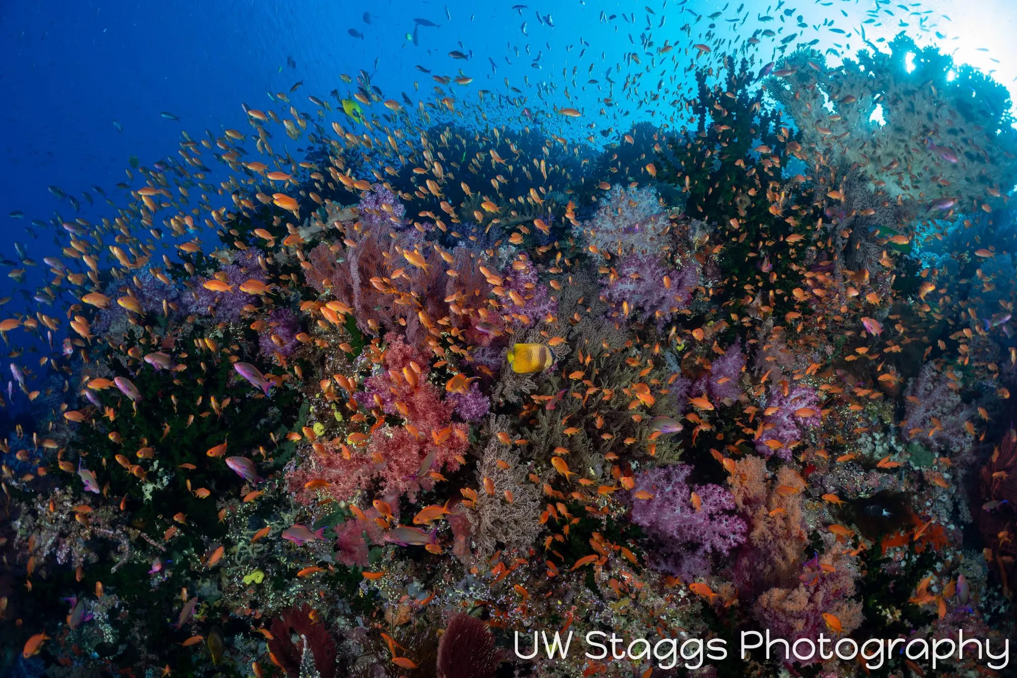 Reef Scene — Bligh Waters, Fiji