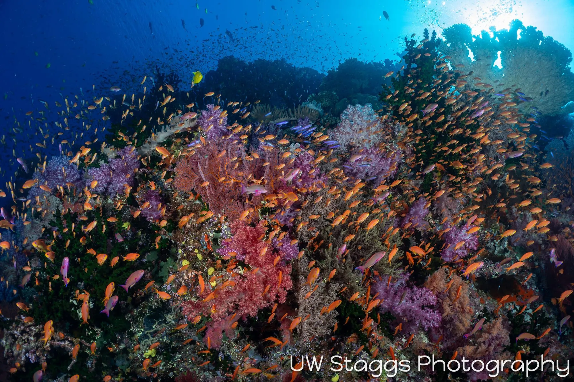 Reef Scene — Bligh Waters, Fiji