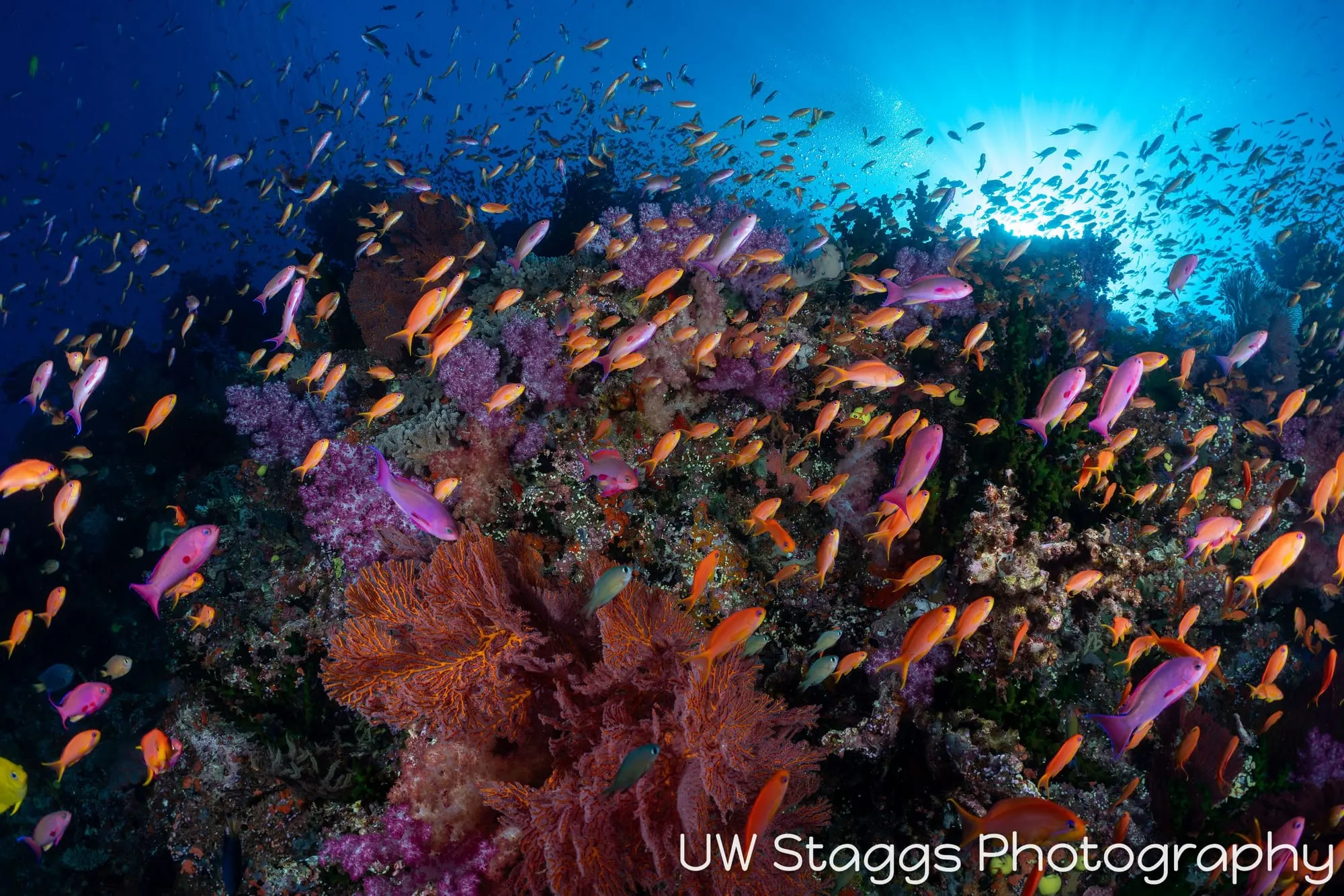 Reef Scene — Bligh Waters, Fiji