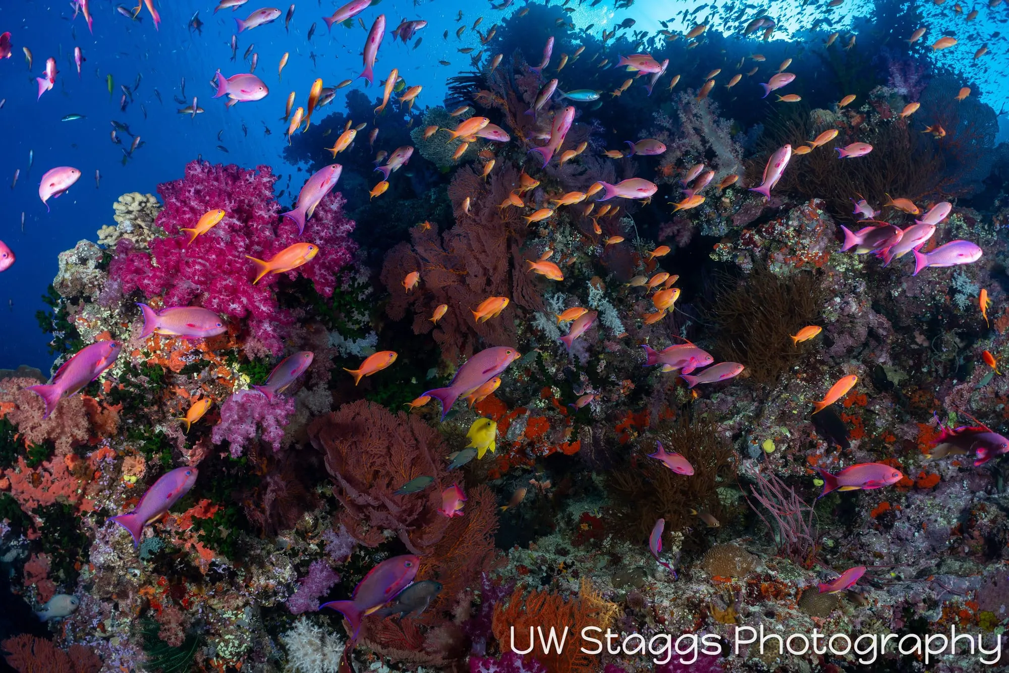 Reef Scene — Bligh Waters, Fiji