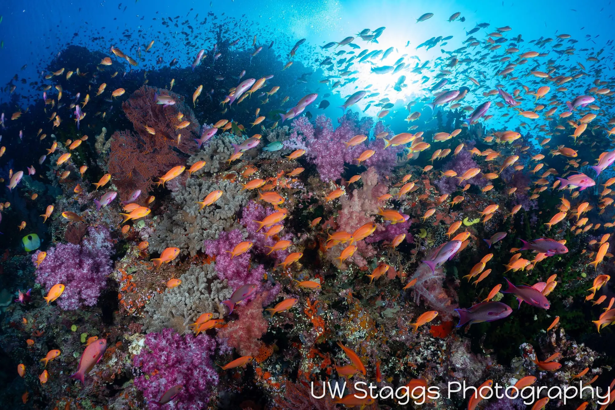 Reef Scene — Bligh Waters, Fiji