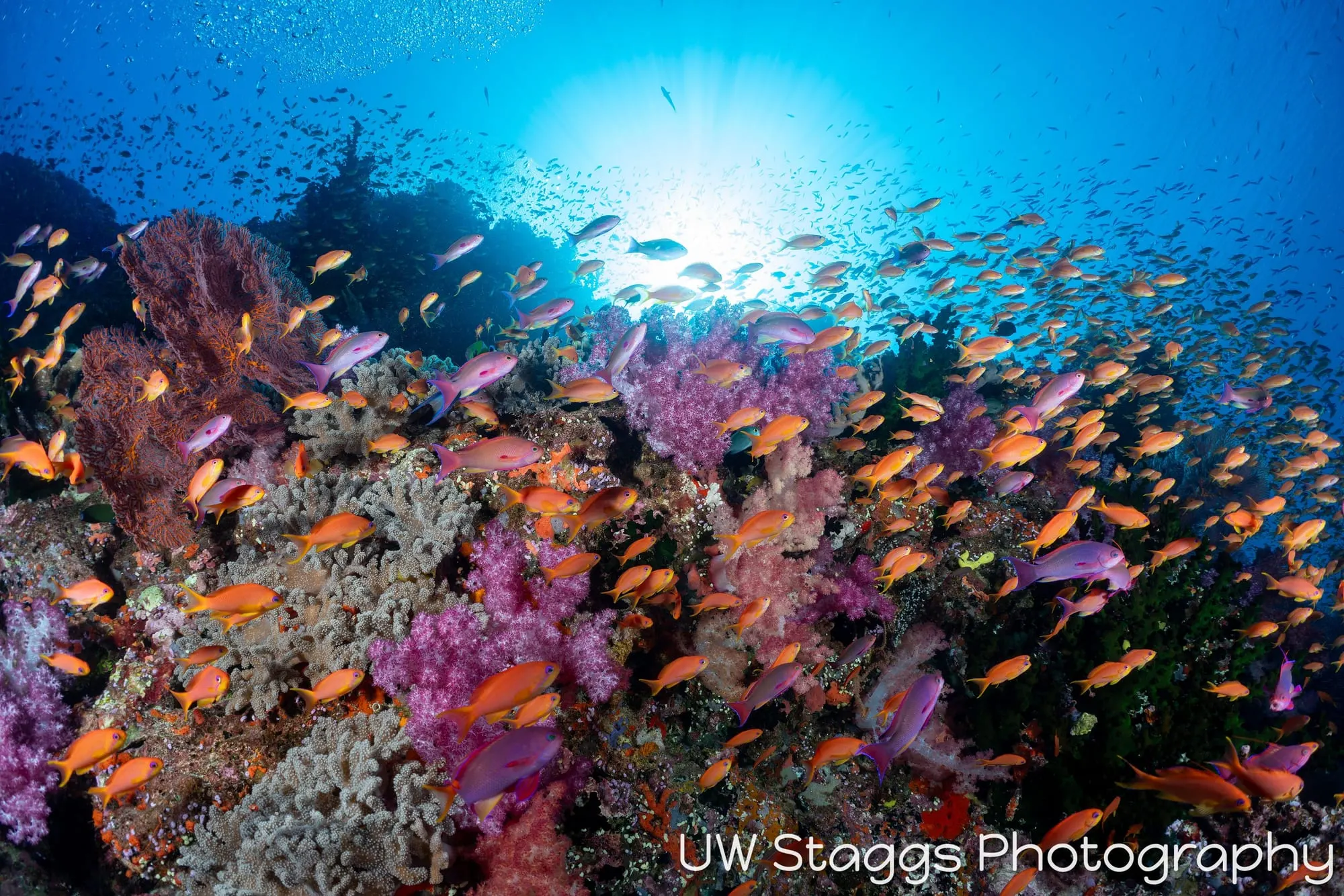 Reef Scene — Bligh Waters, Fiji